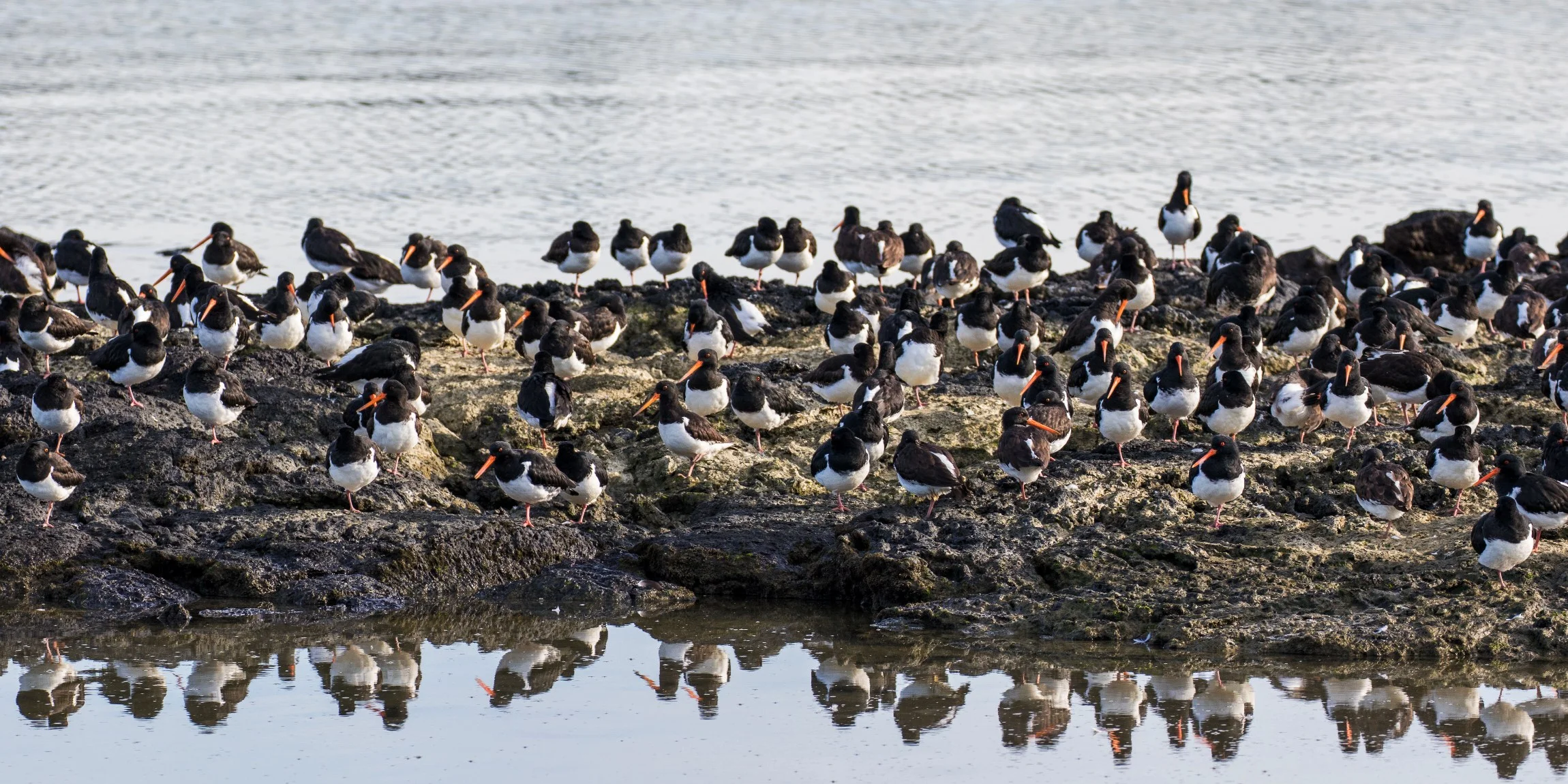 Mangere Bridge,-4469.JPG