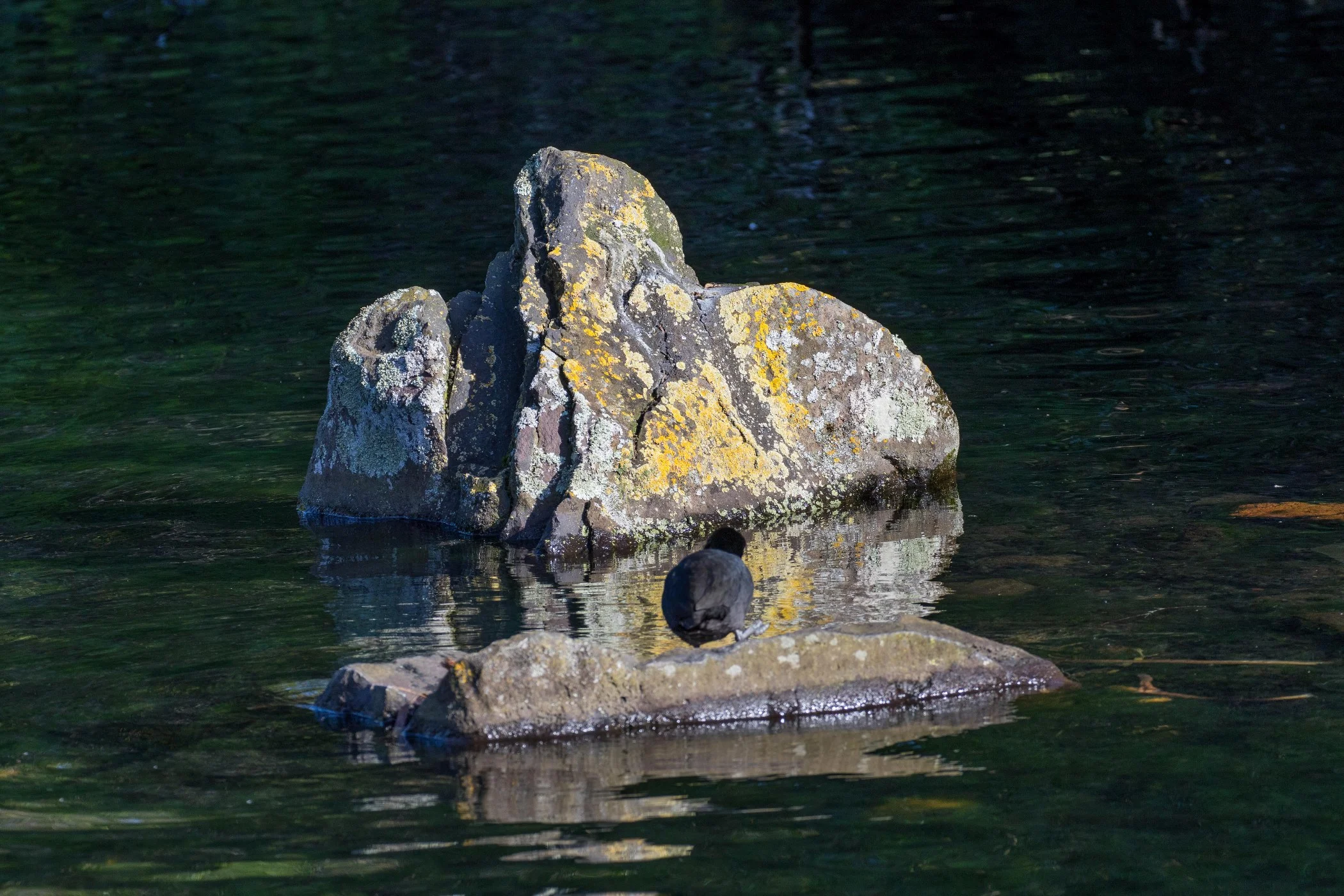 Western Springs,-4075.JPG