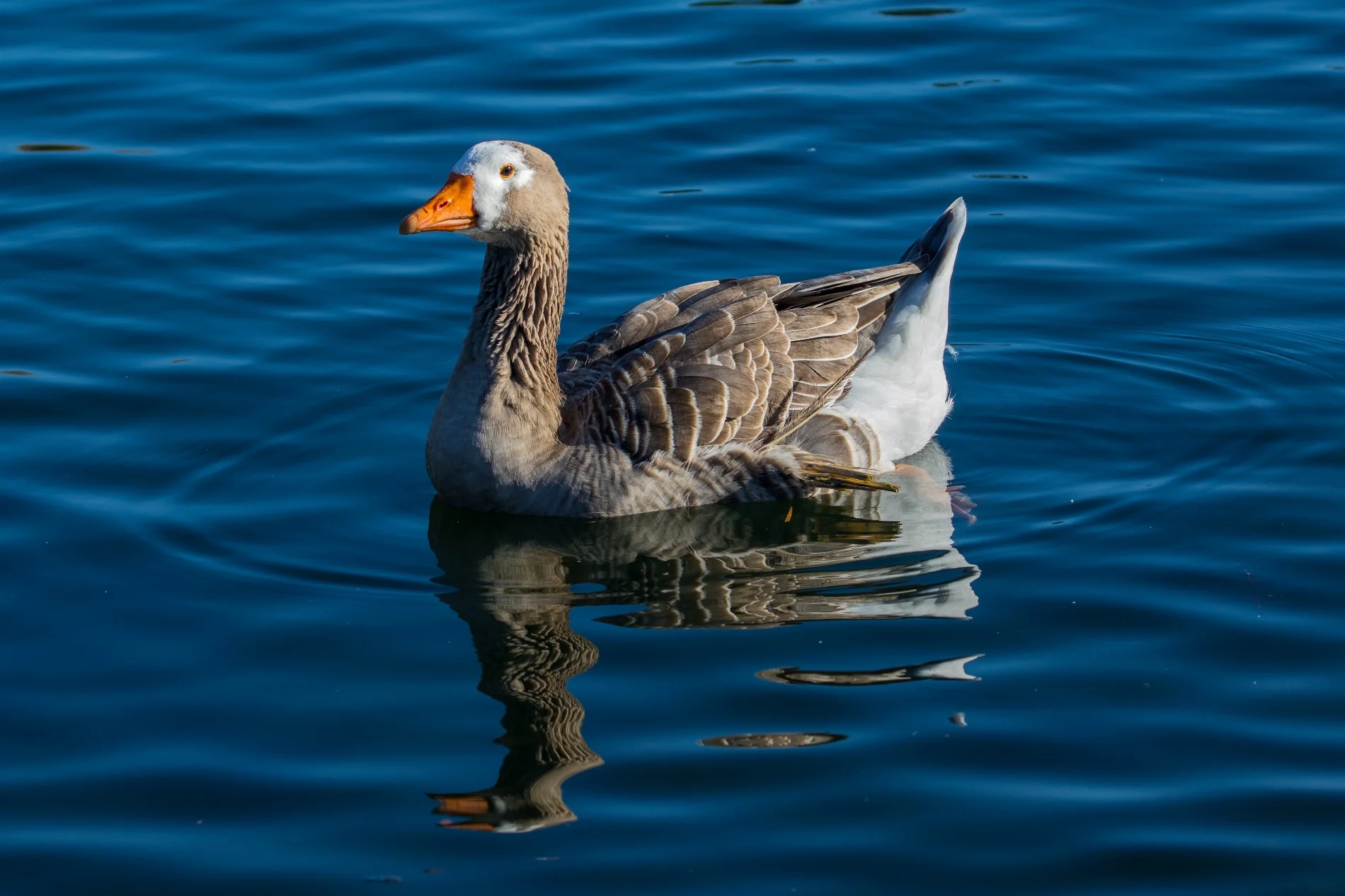 Western Springs,d-3968.jpg