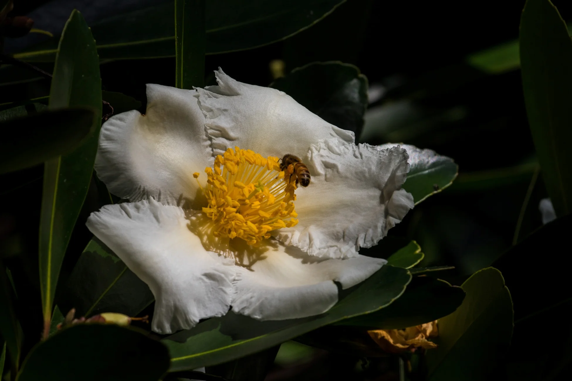 Western Springs,d-3977.jpg