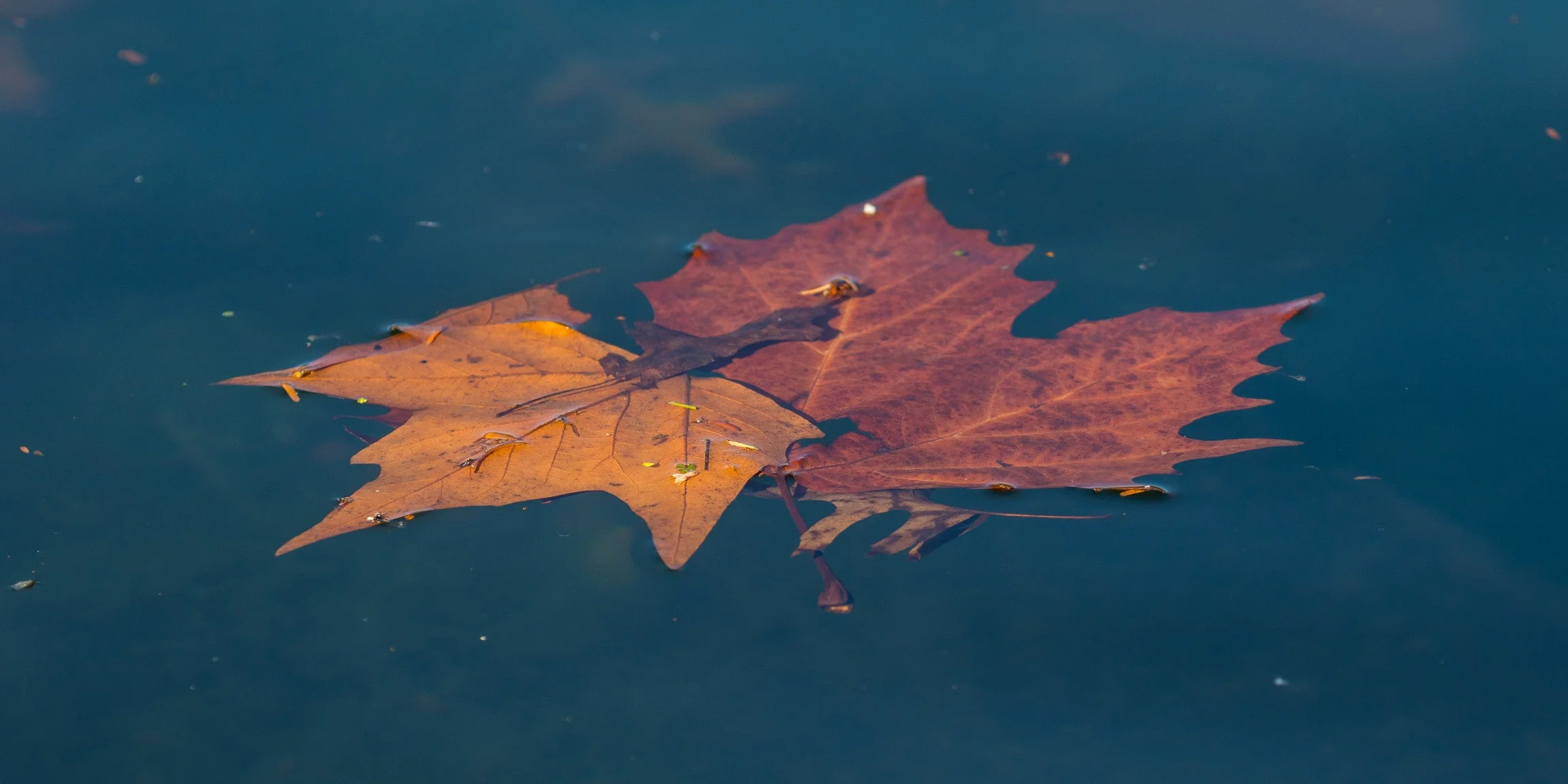 Western Springs,d-4015.jpg