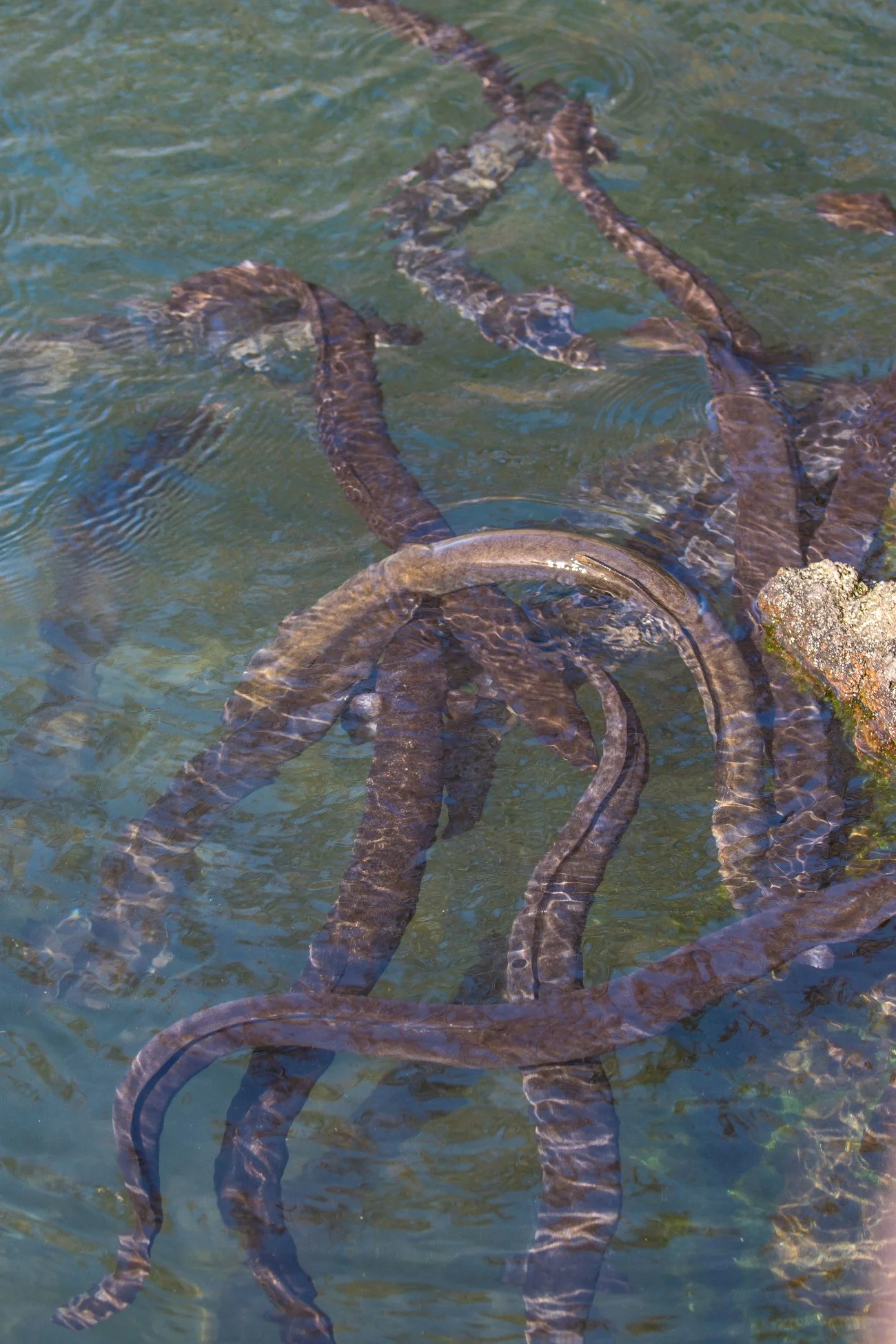 Western Springs,d-4067.jpg