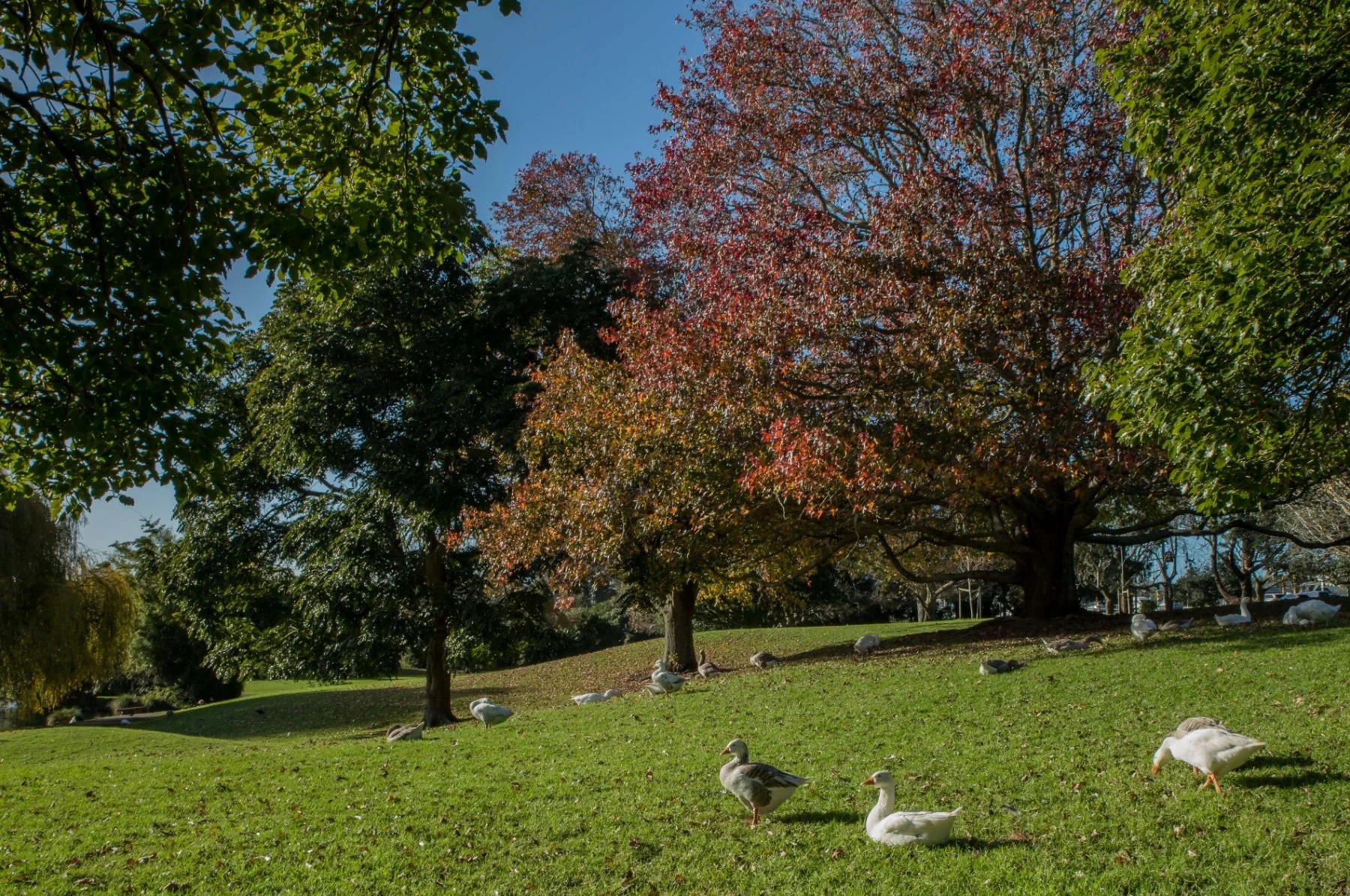 Western Springs,d-5472.jpg