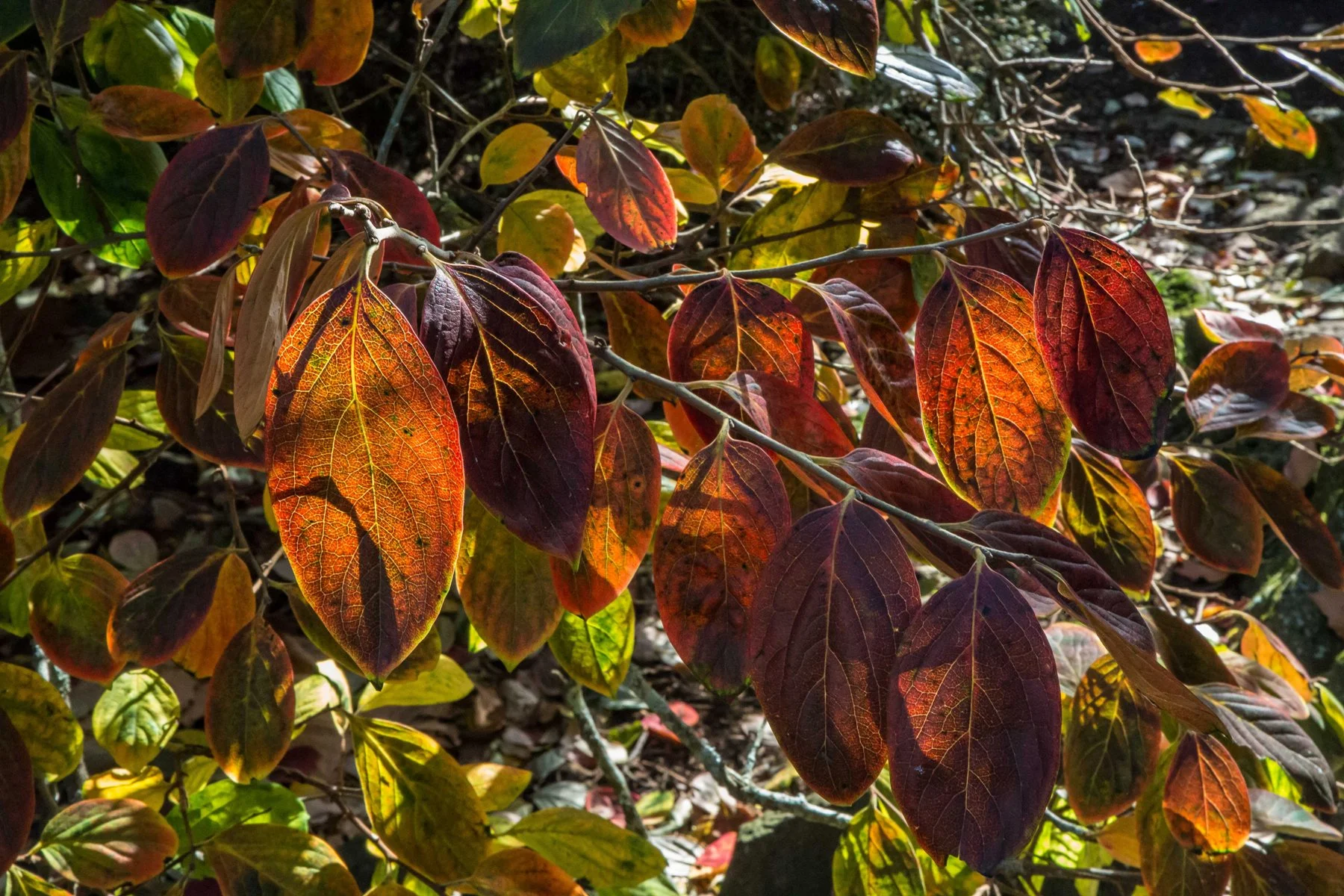 Western Springs,d-5475.jpg