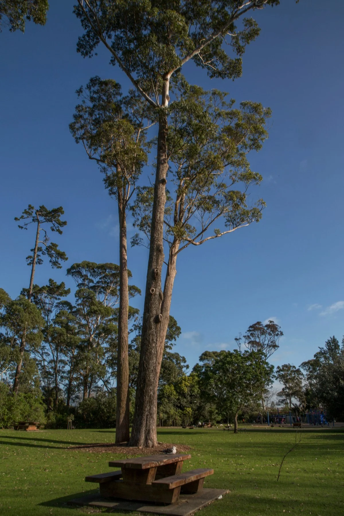 Western Springs,d-5506.jpg