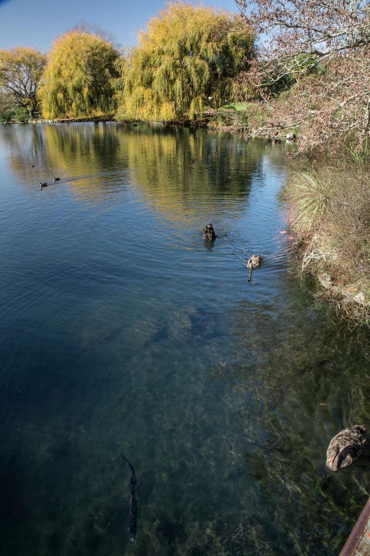 Western Springs,d-5531.jpg