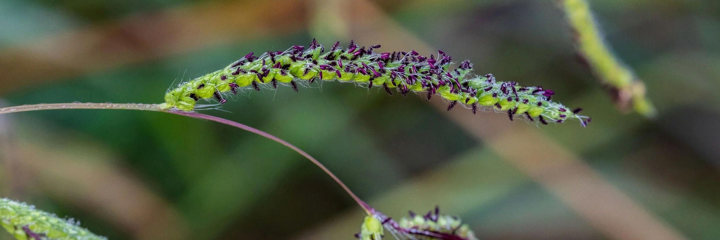 Paspalum-like grass,Shakespear Regional Park,-133.JPG