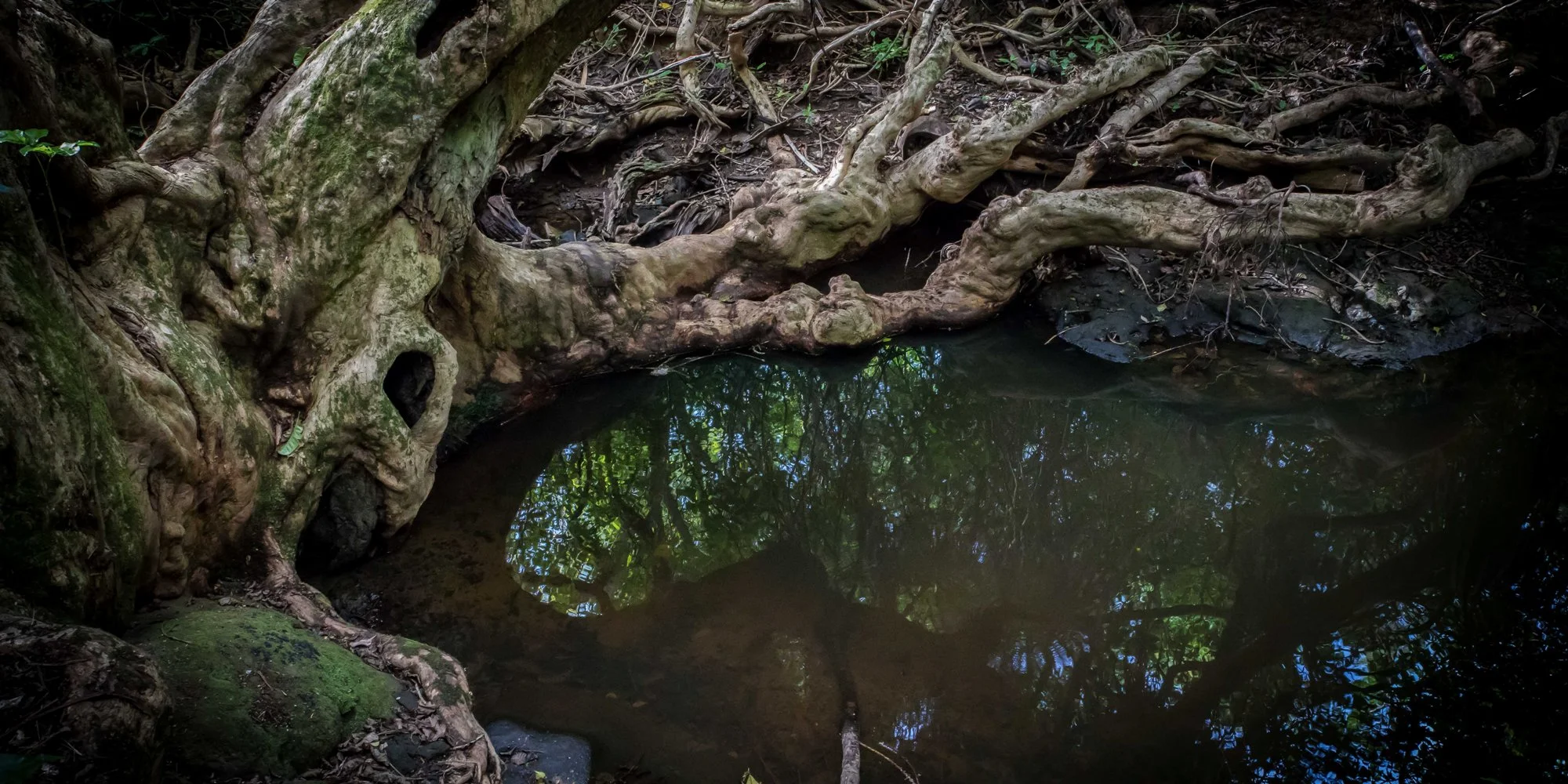 Shakespear Regional Park Waterfall Valley,-155.JPG