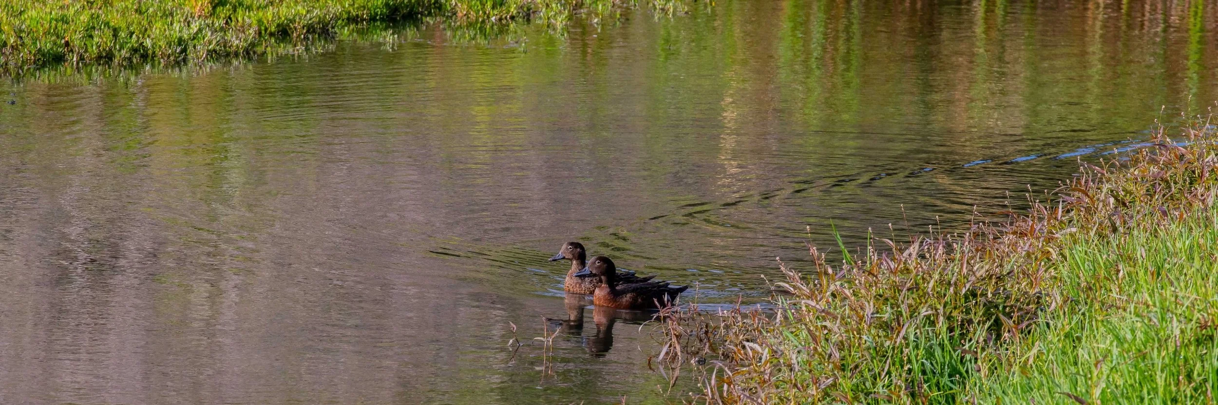Pateke,Shakespear Regional Park,-124.JPG