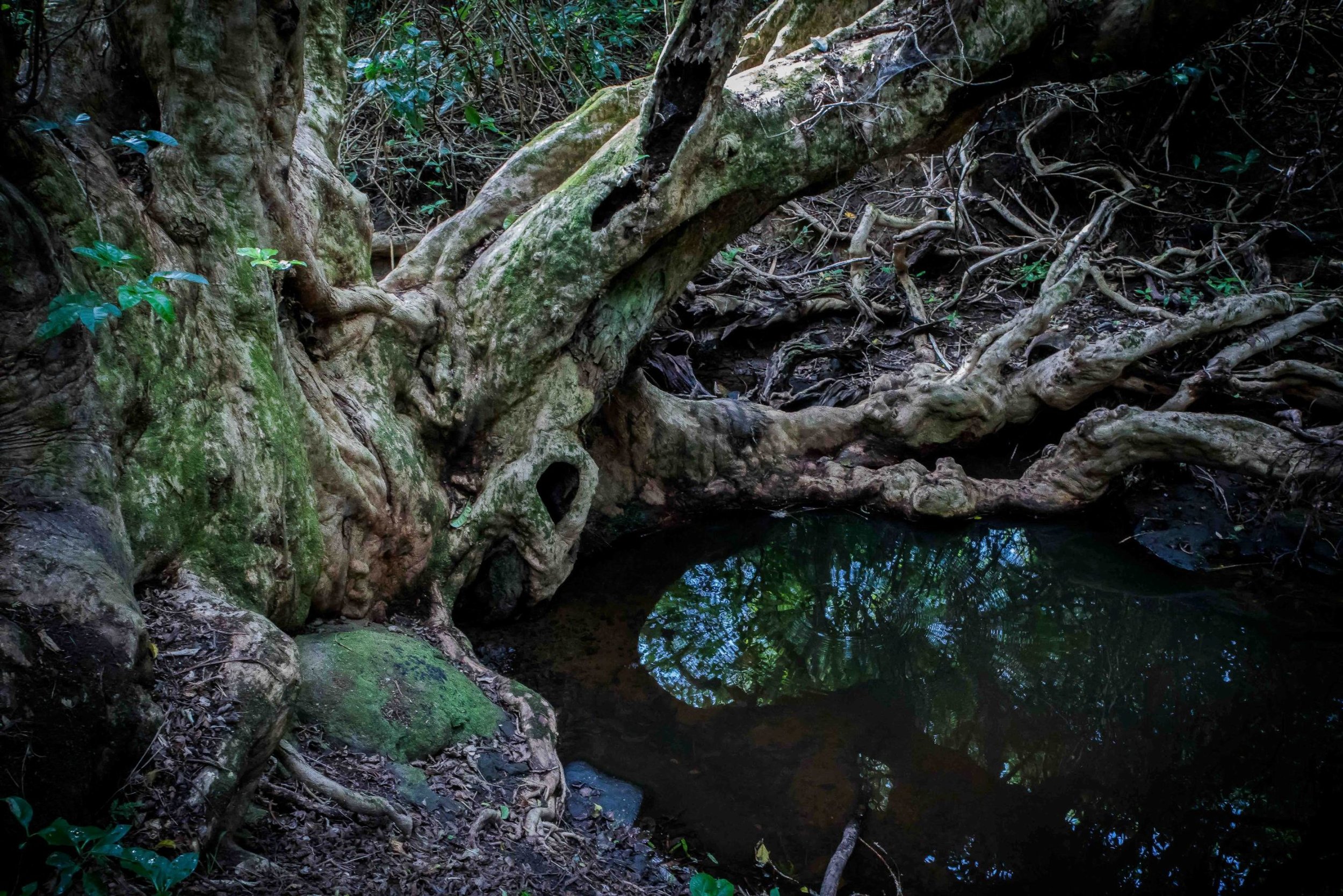 Shakespear Regional Park Waterfall Valley,-156.JPG