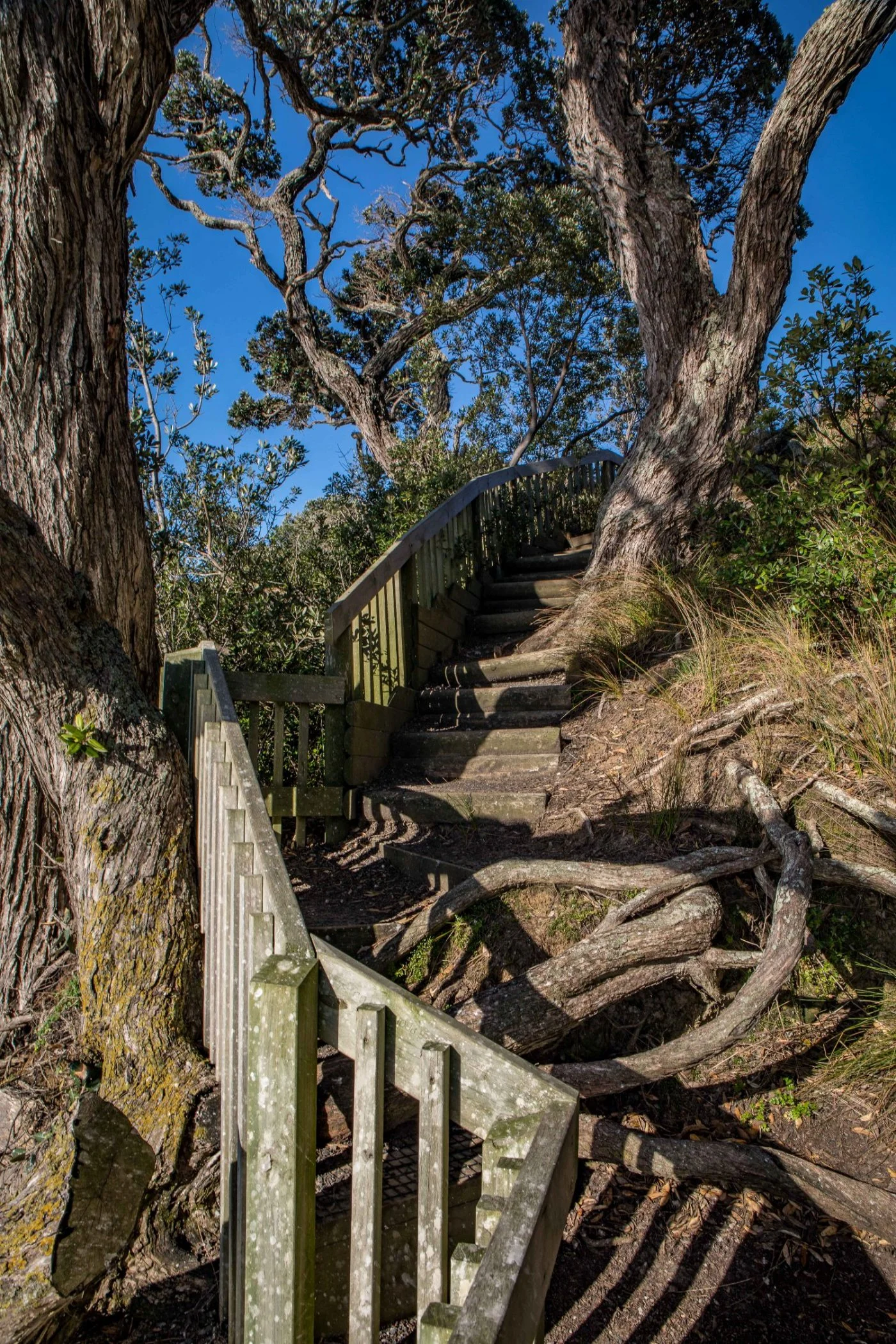 Shakespear Regional Park,-863.JPG