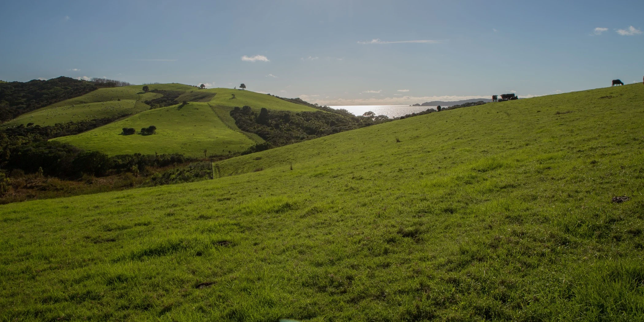 Shakespear Regional Park,d-4710.jpg