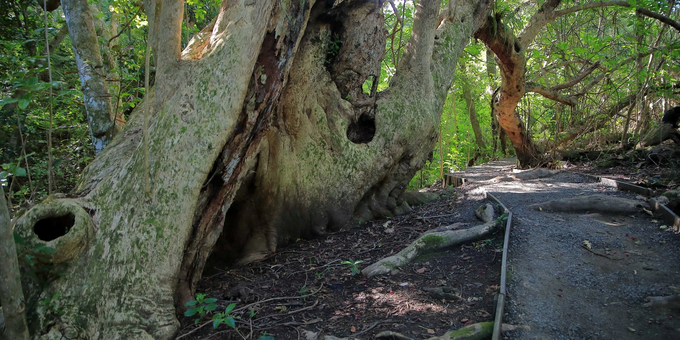 Waterfall Gully,-301.JPG