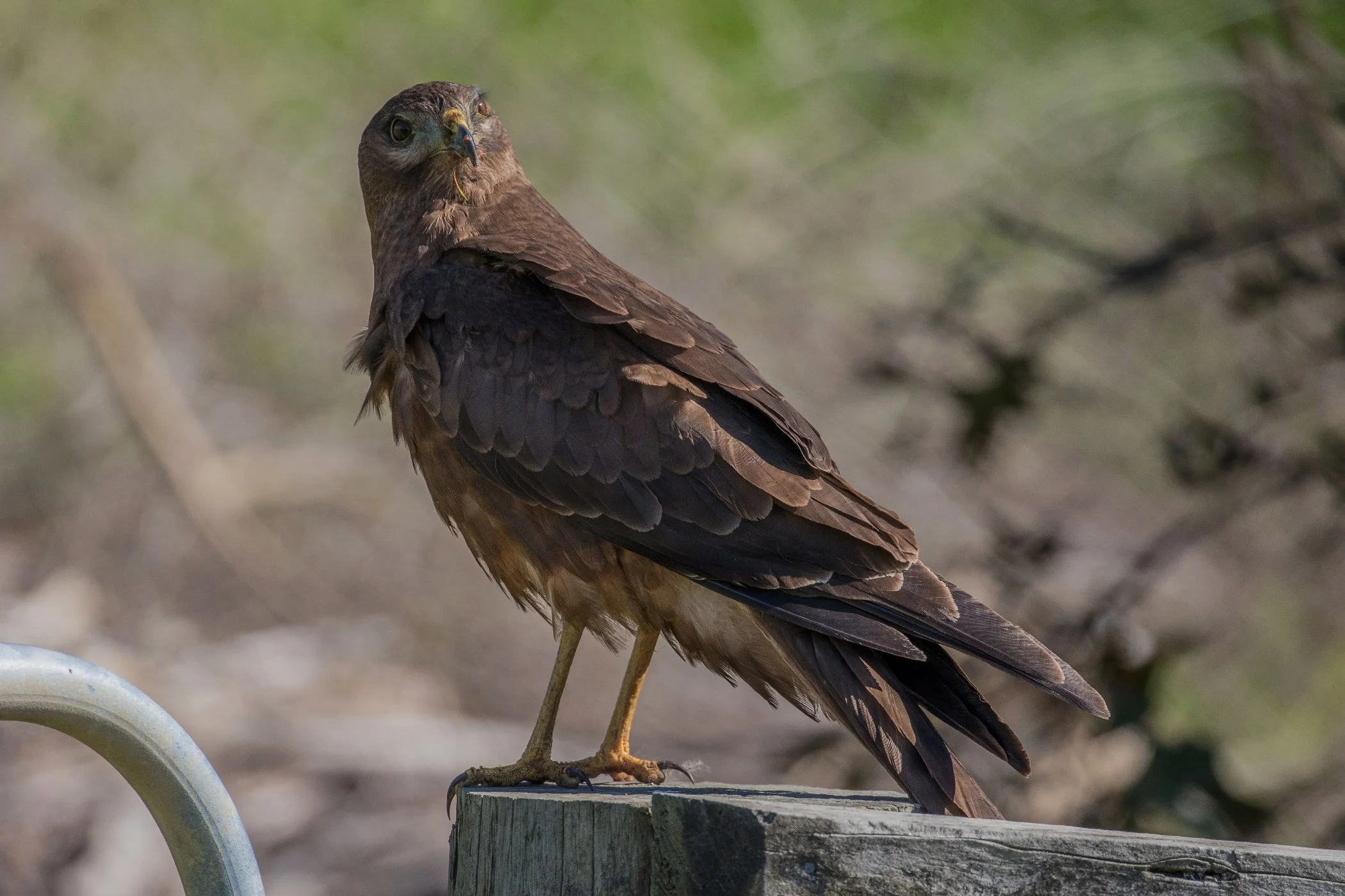 Australasian Harrier,d-3741.jpg