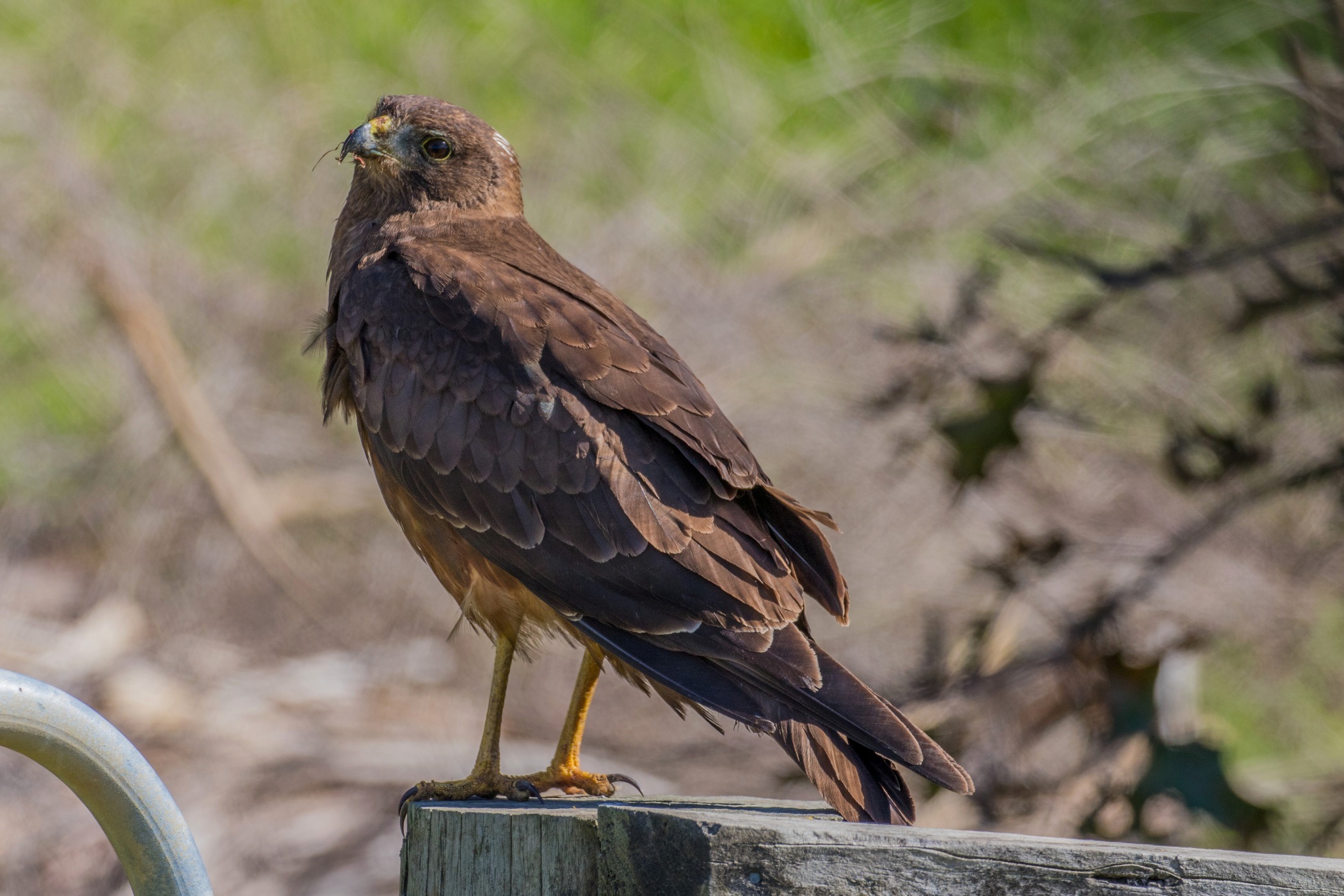 Australasian Harrier,d-3747.jpg