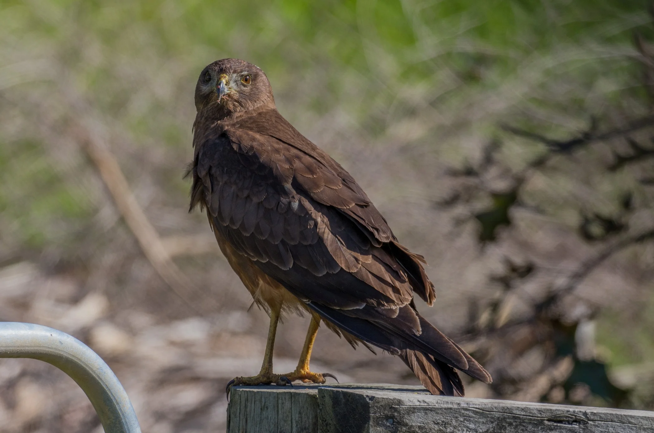 Australasian Harrier,d-3750.jpg