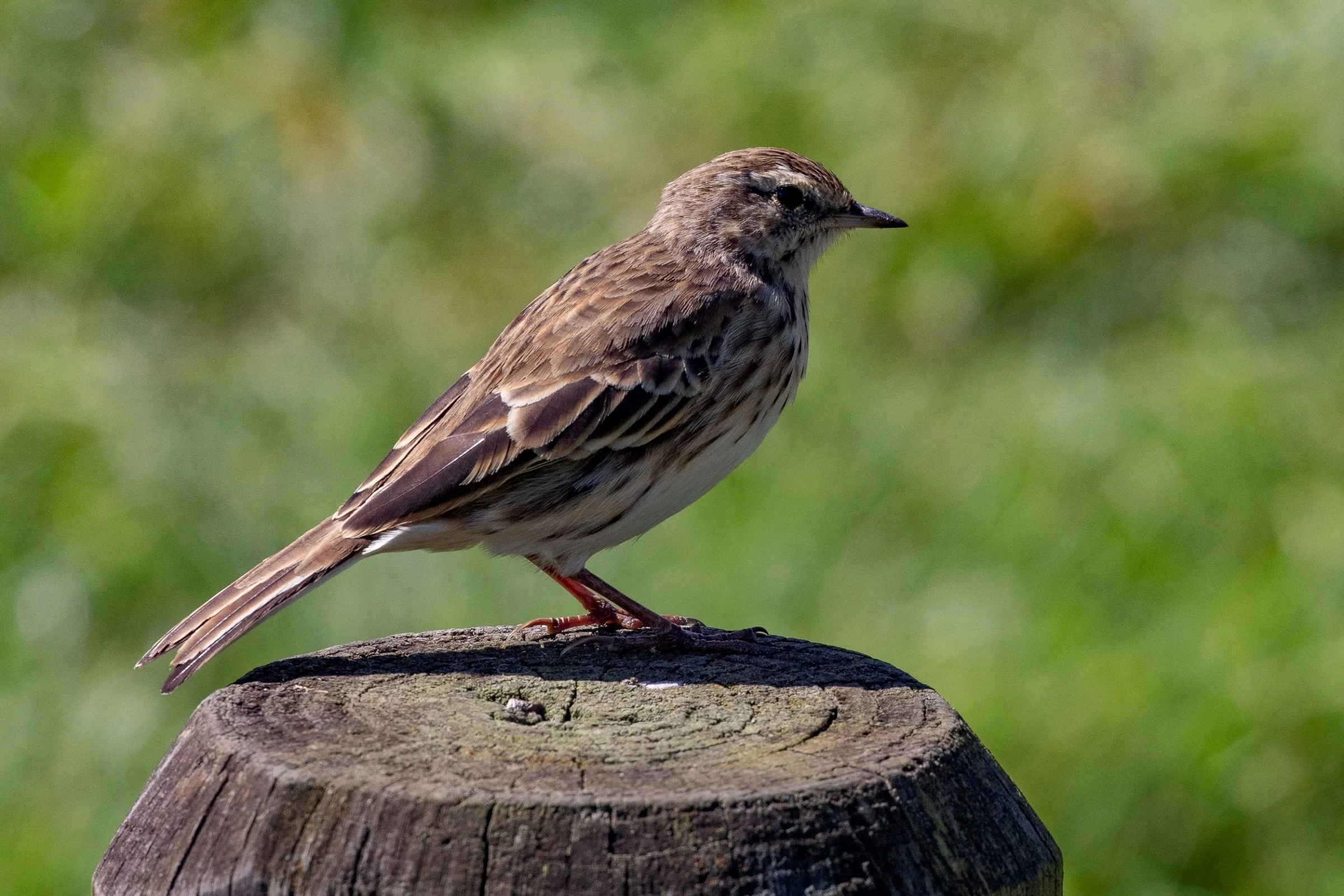 Cape Reinga,NZ Pipit,Pihoihoi,-497.JPG