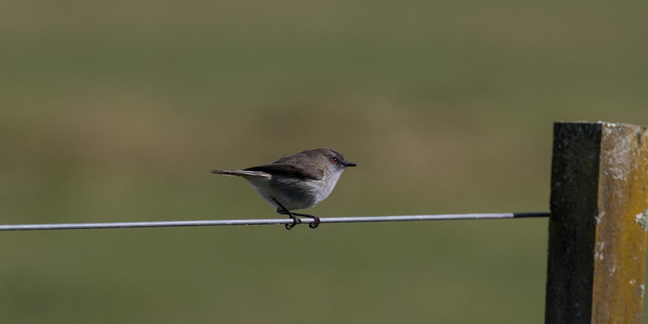 Grey Warbler,-4537.JPG