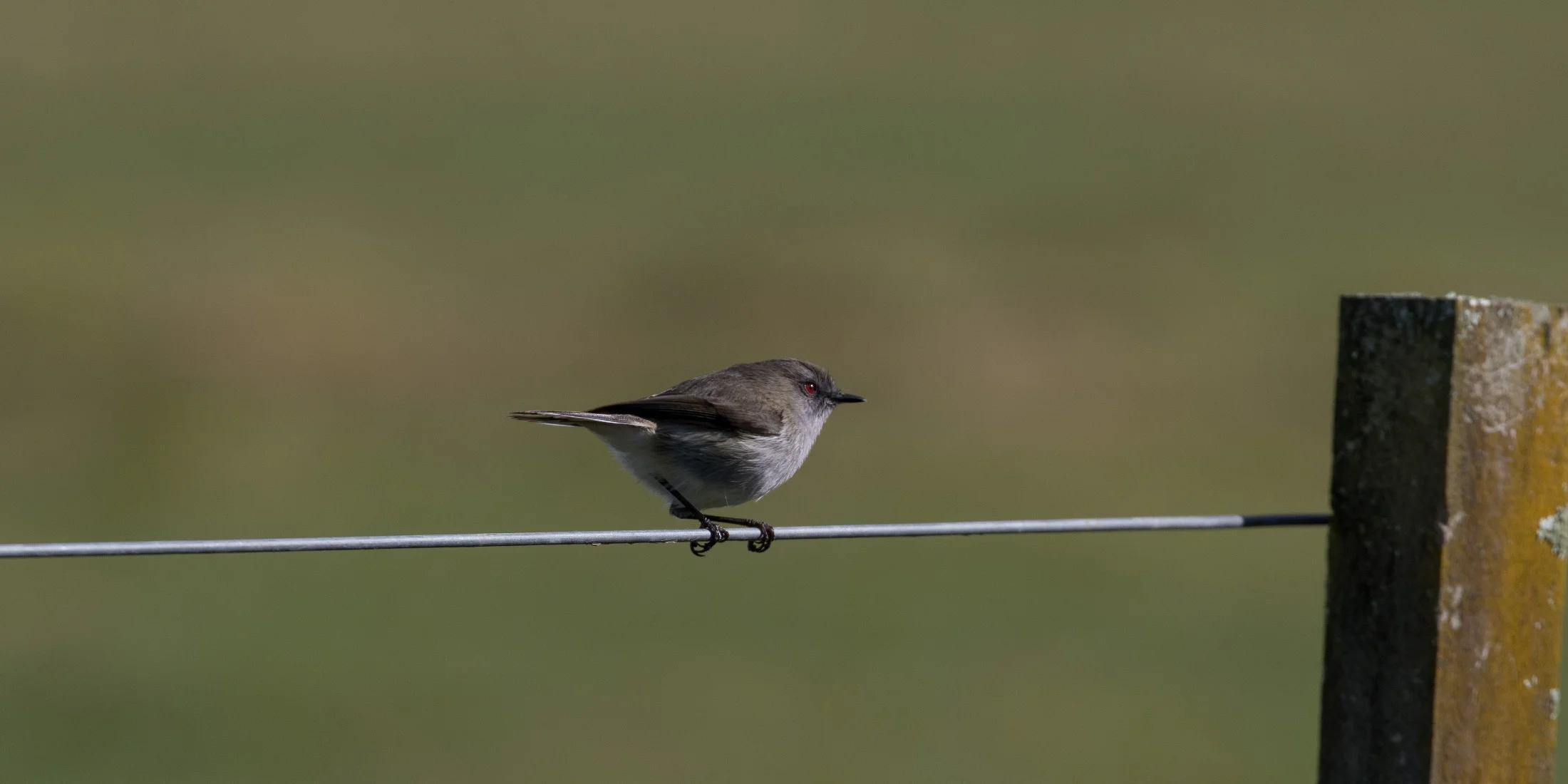 Grey Warbler,-4537.JPG
