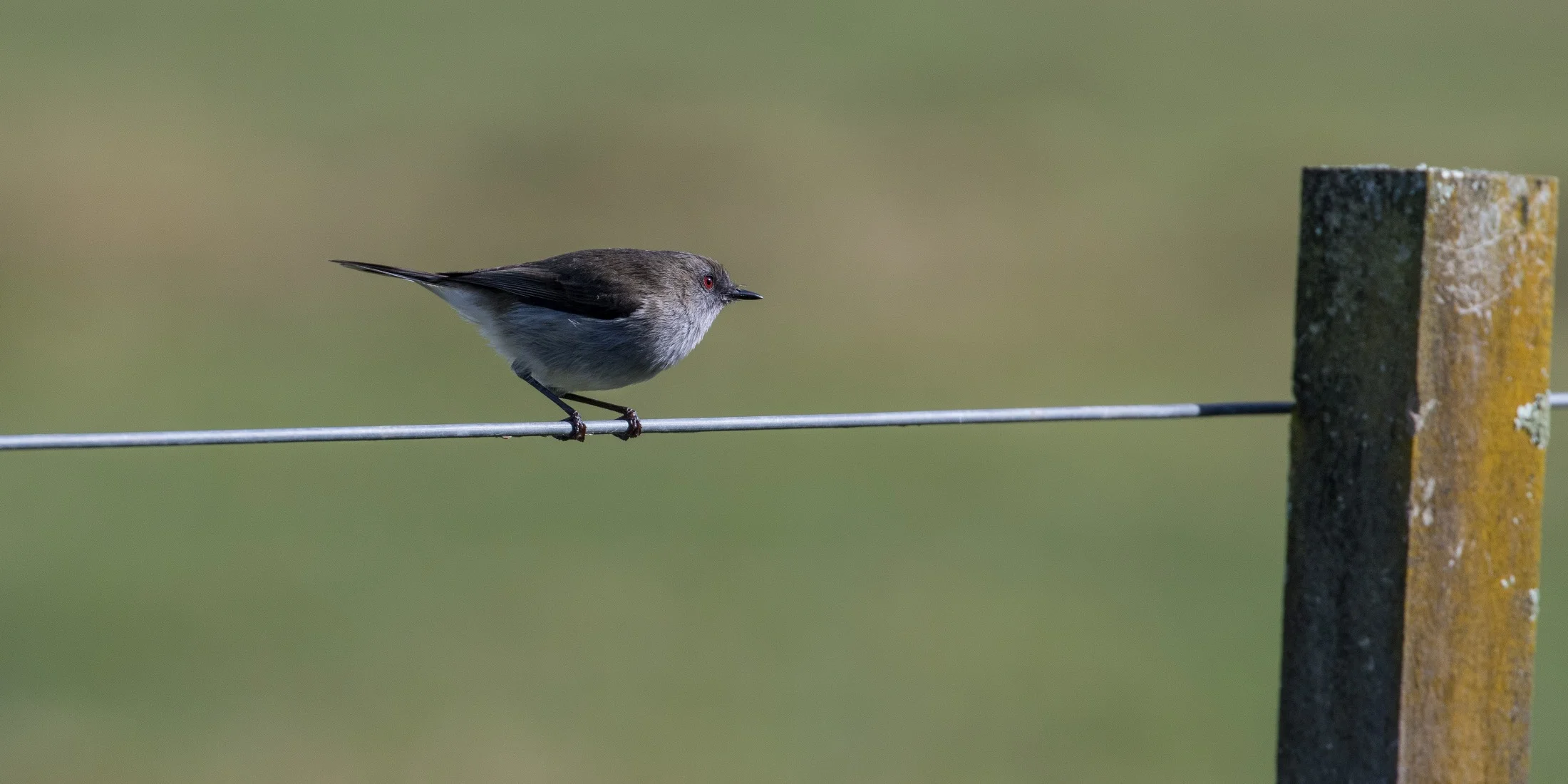 Grey Warbler,-4527.JPG