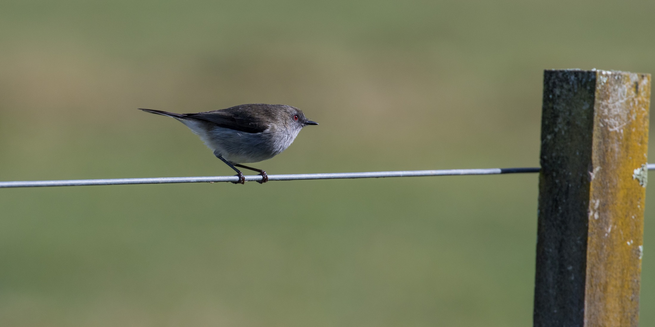 Grey Warbler,-4527.JPG