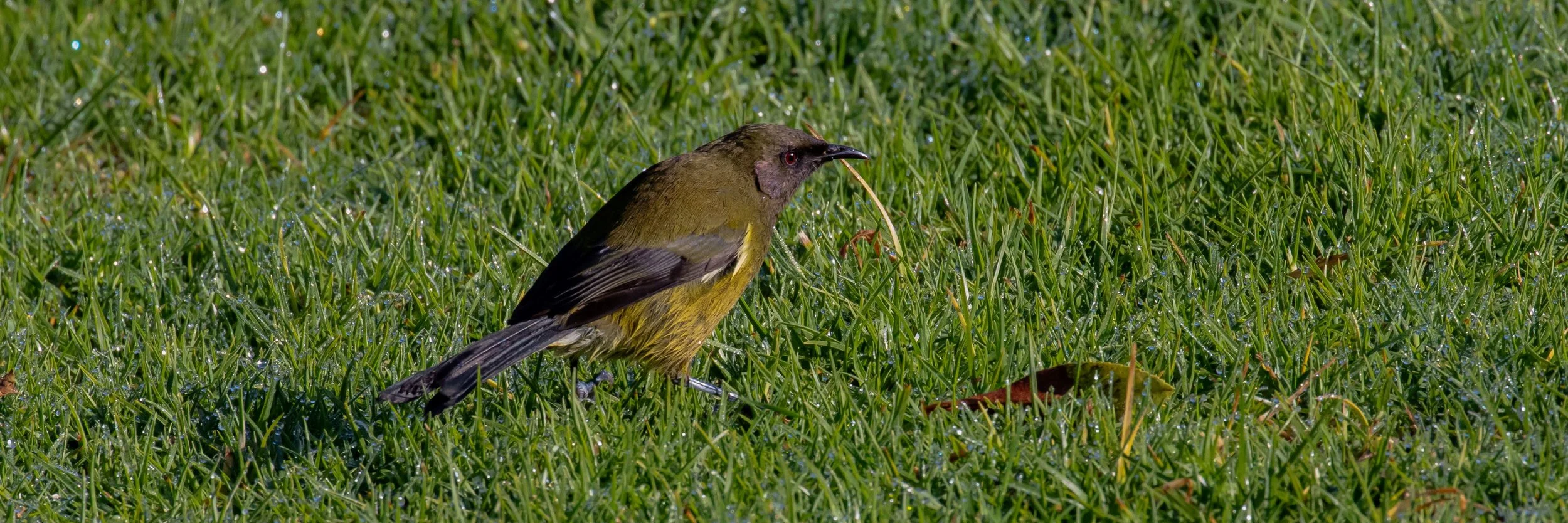 Makomako,Bellbird,-0249.jpg