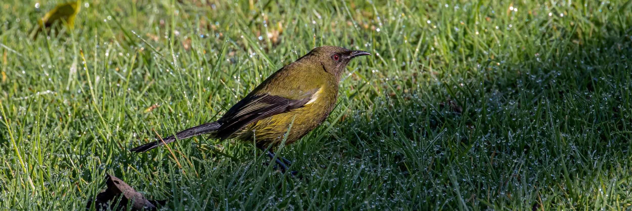 Makomako,Bellbird,-0269.jpg