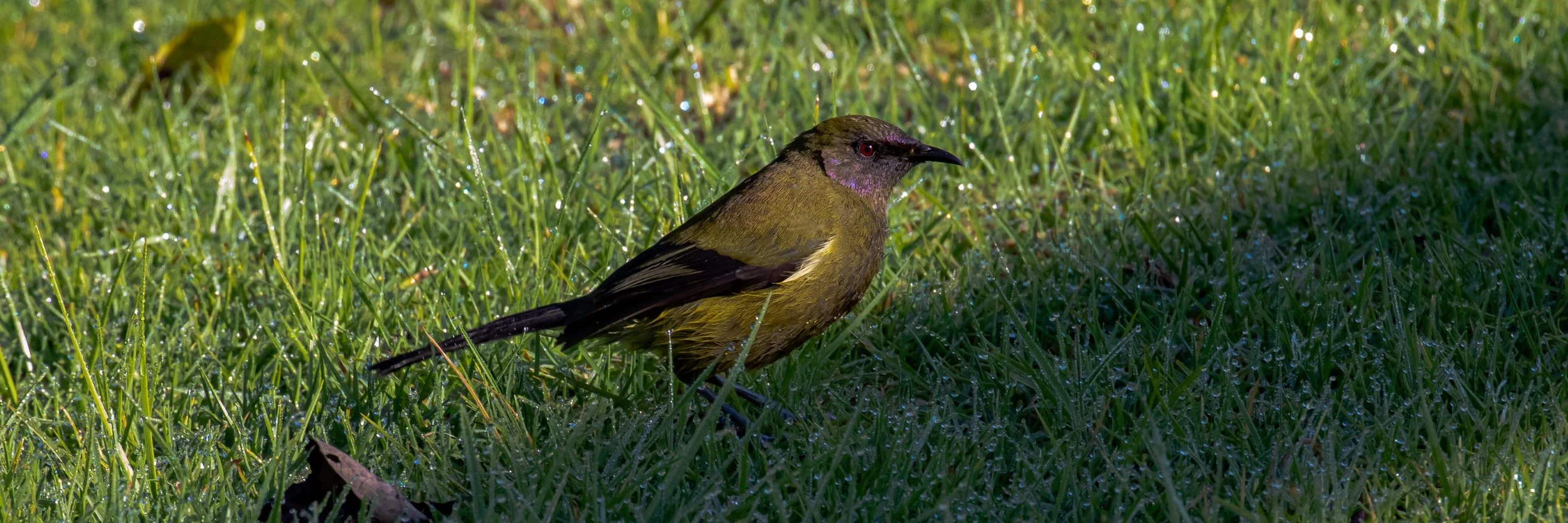 Makomako,Bellbird,-0270.jpg