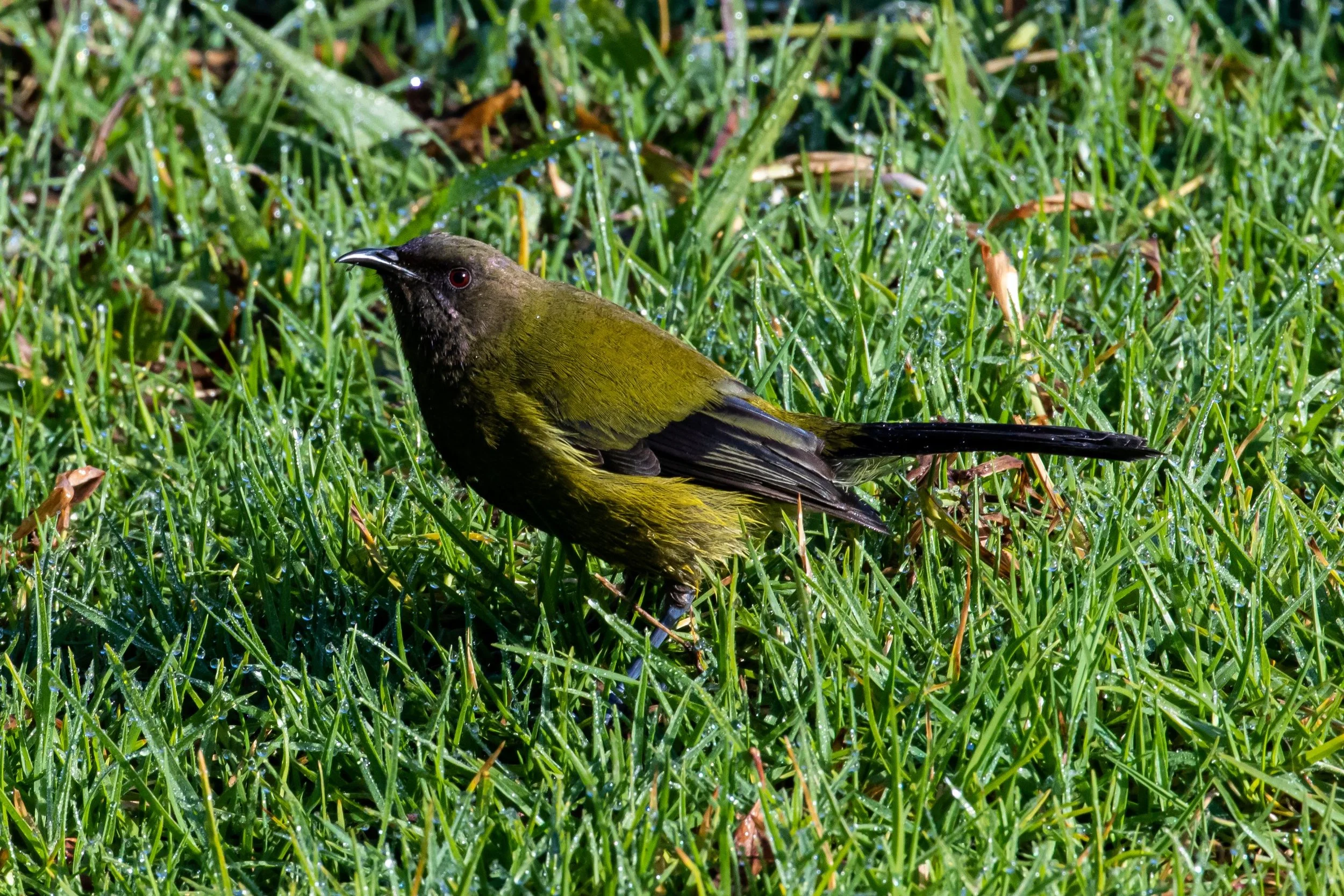 Makomako,Bellbird,-0281.jpg
