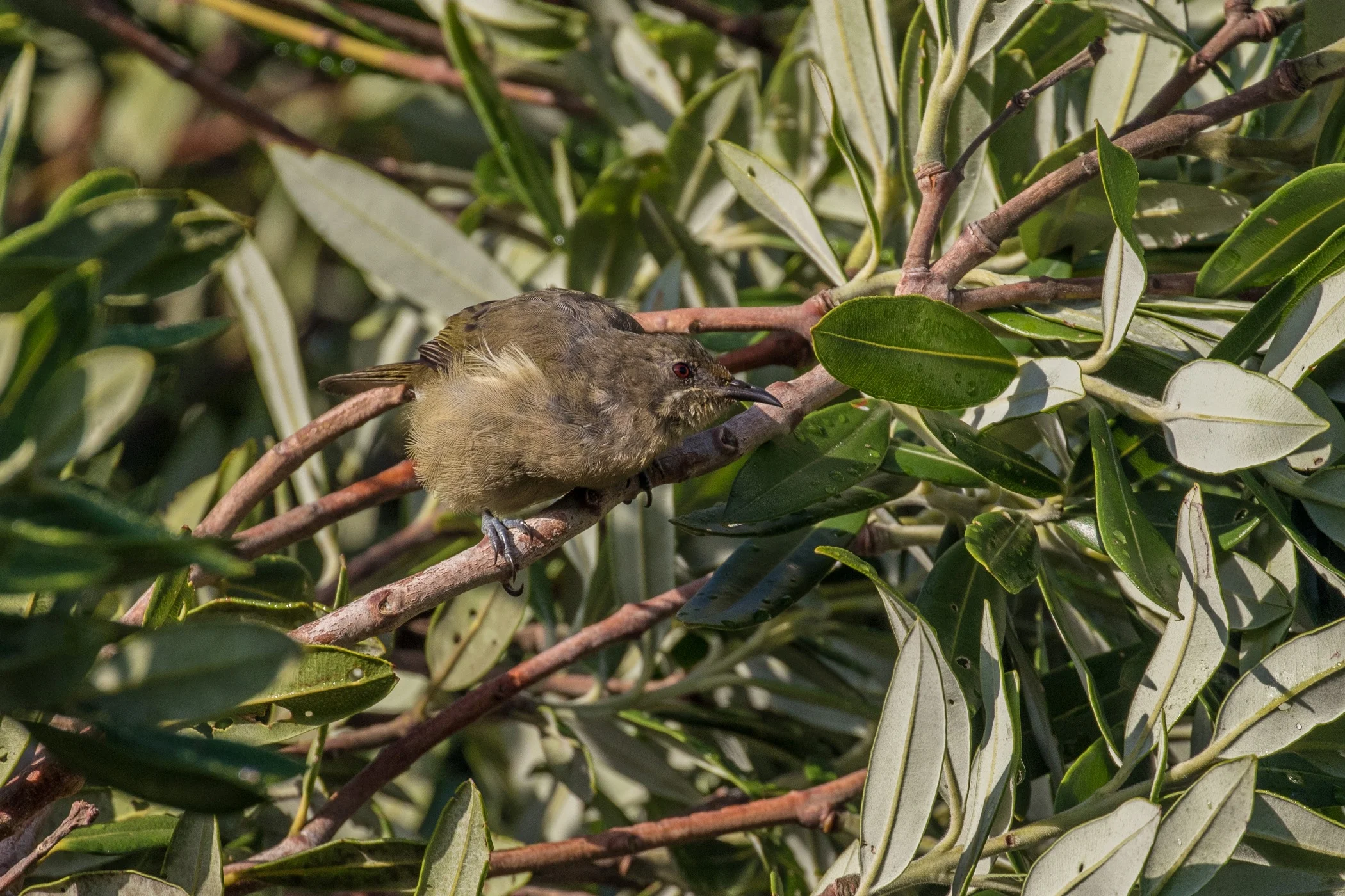 Makomako,Bellbird,-3011d.jpg