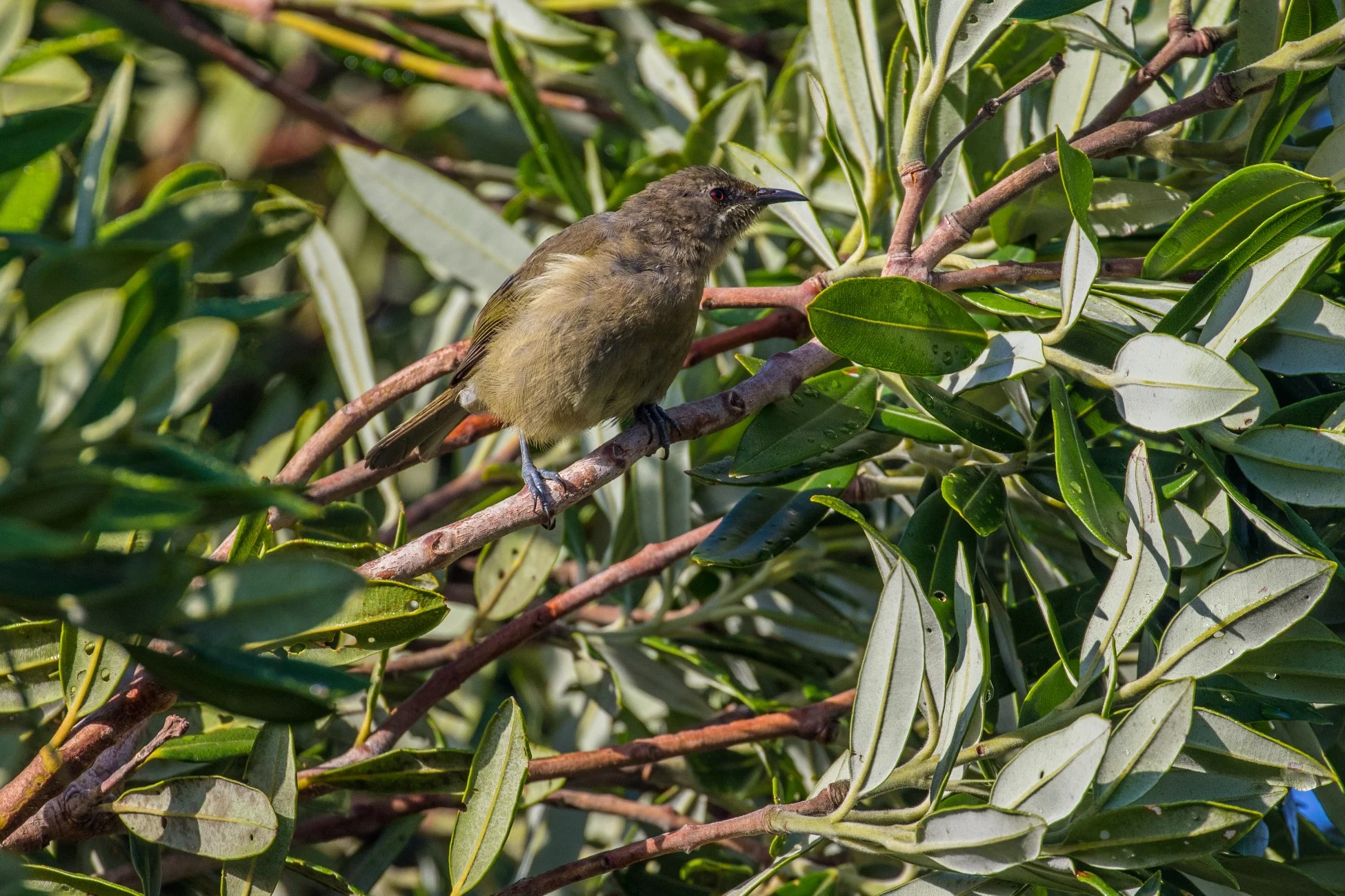 Makomako,Bellbird,-3013d.jpg