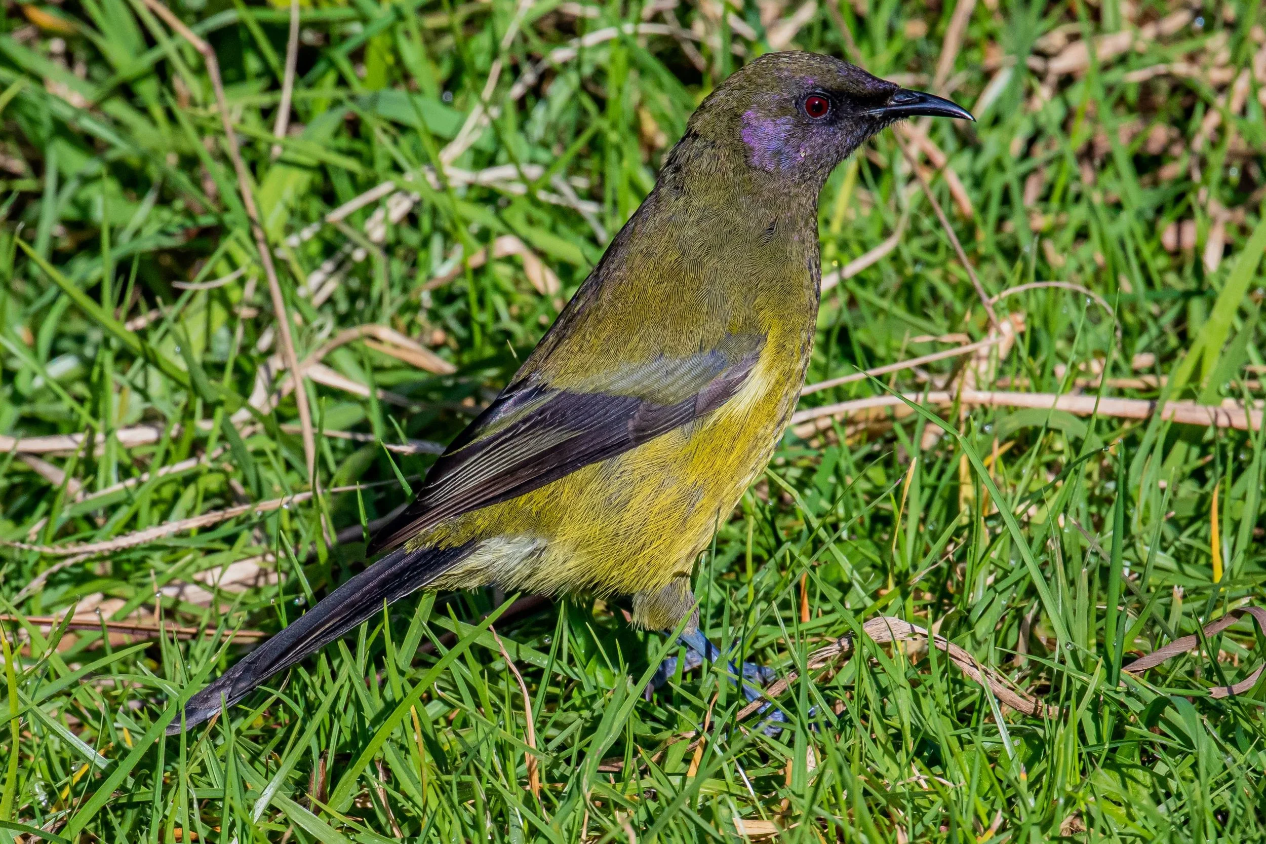 Makomako,Bellbird,-7941.jpg