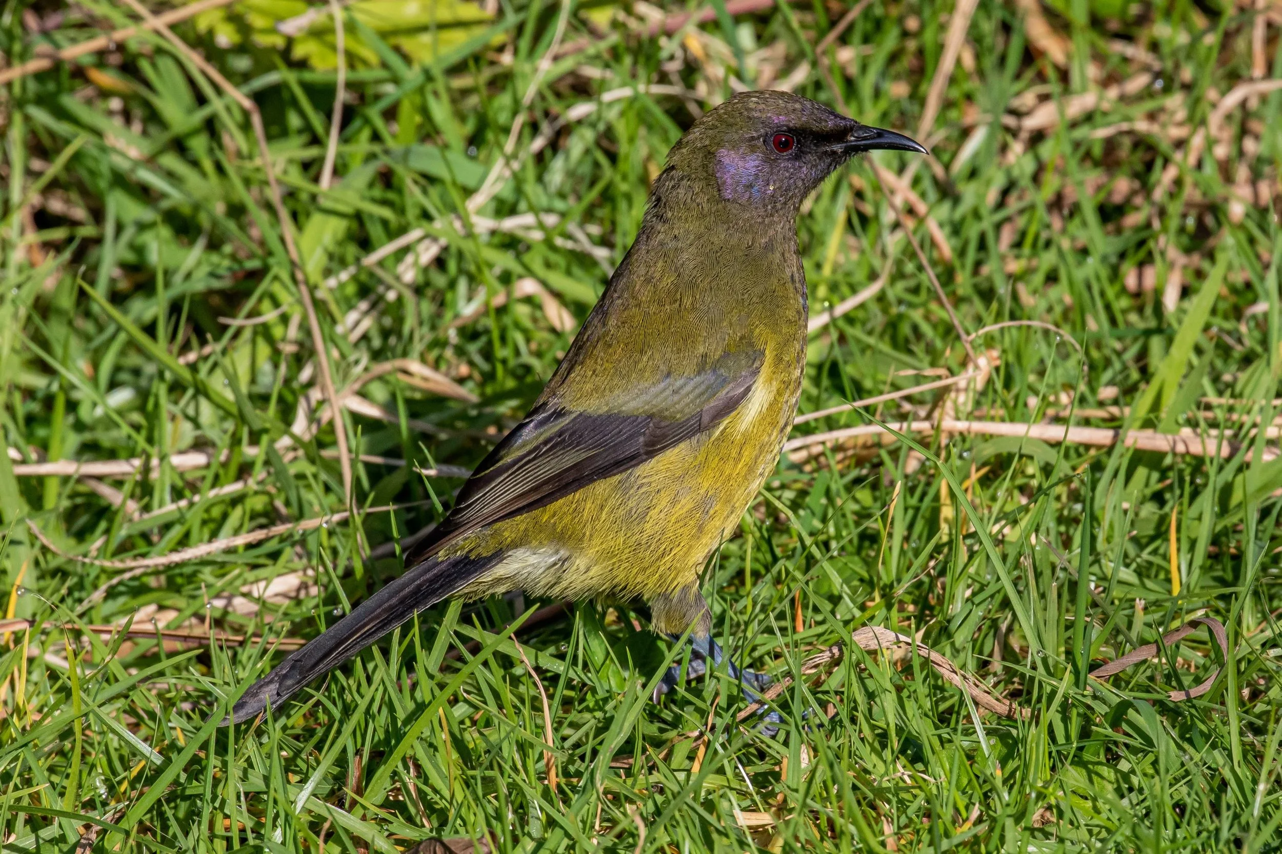 Makomako,Bellbird,-7943.jpg