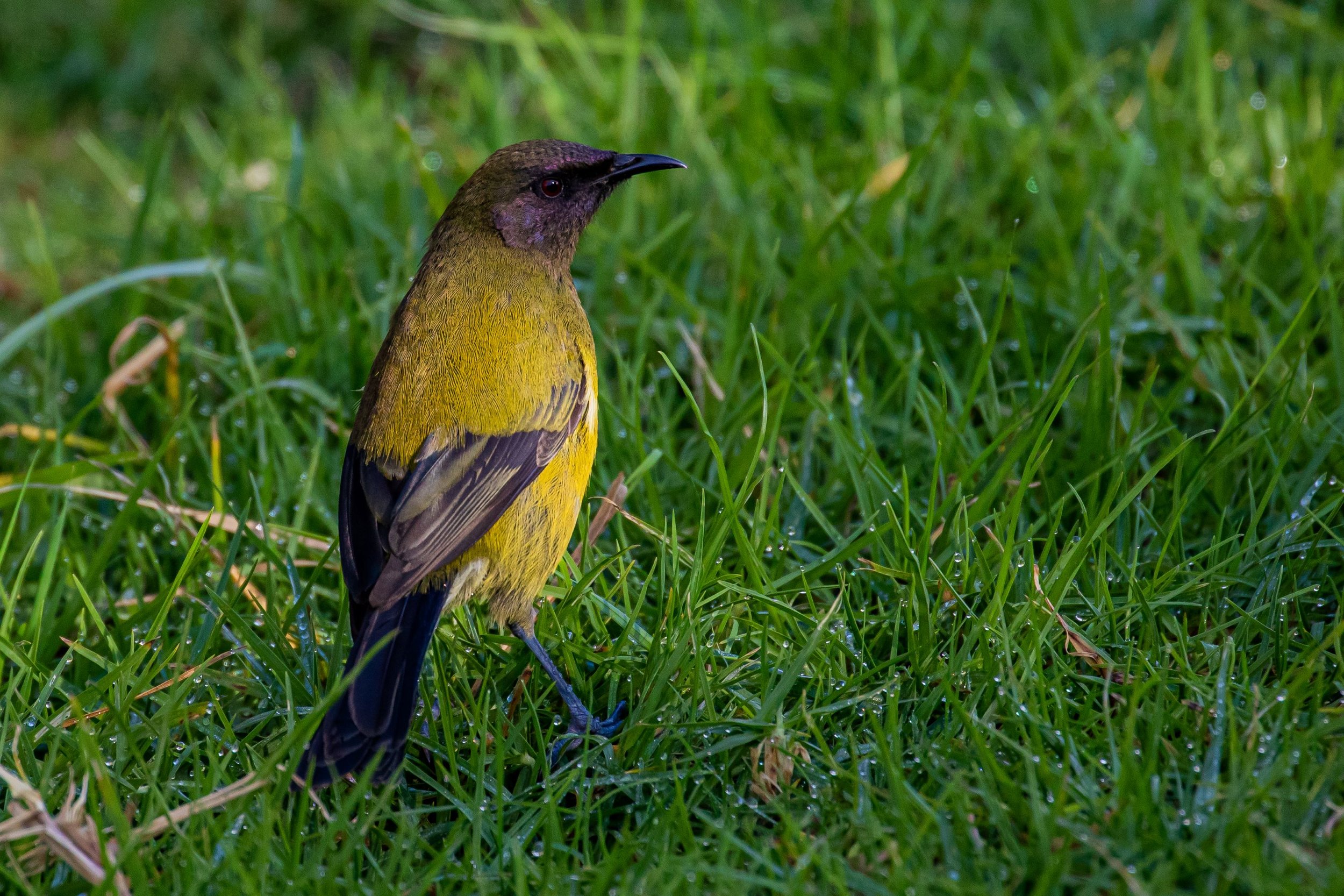 Makomako,Bellbird,-7961.jpg