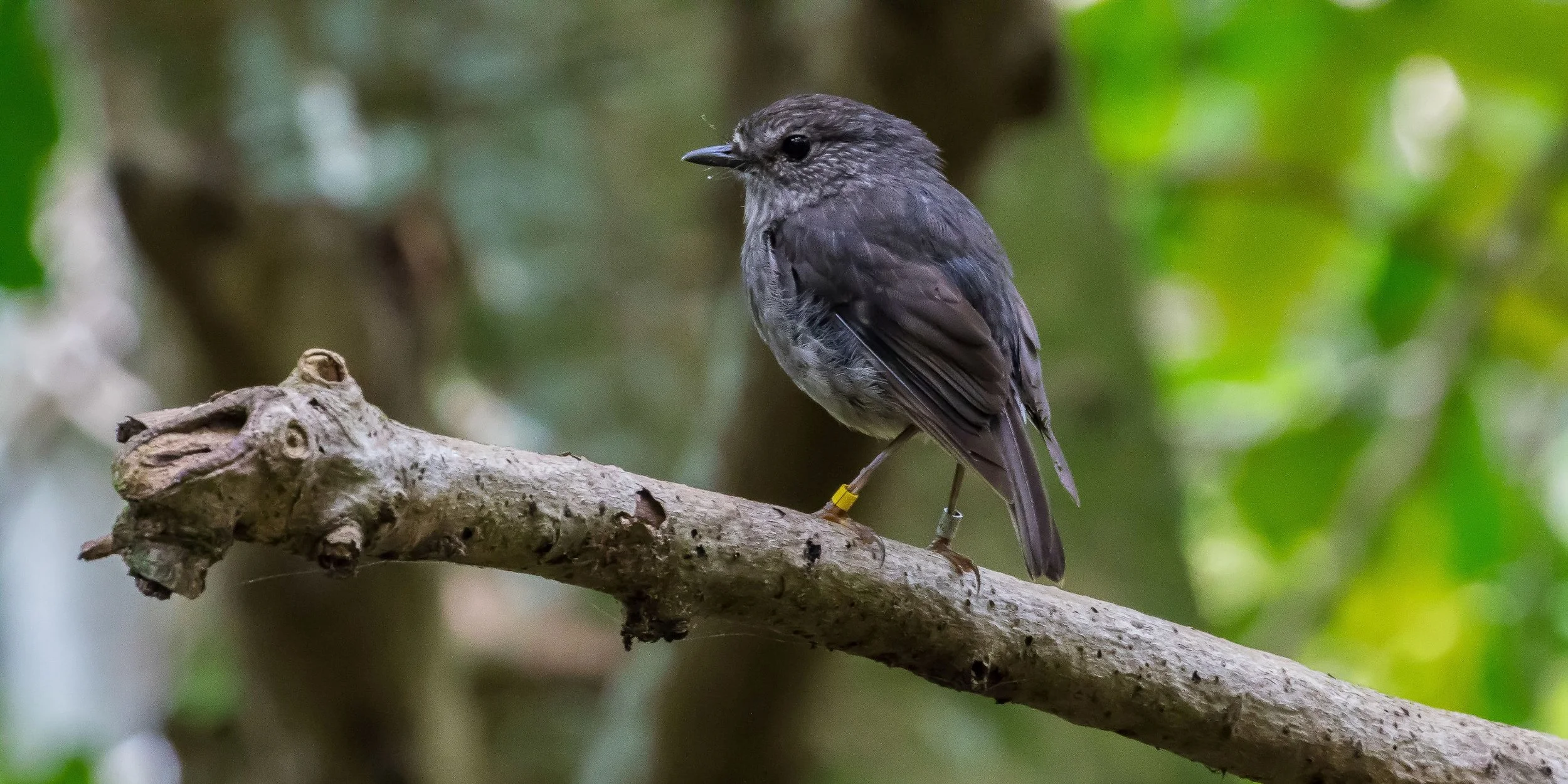North Island Robin,-091.JPG