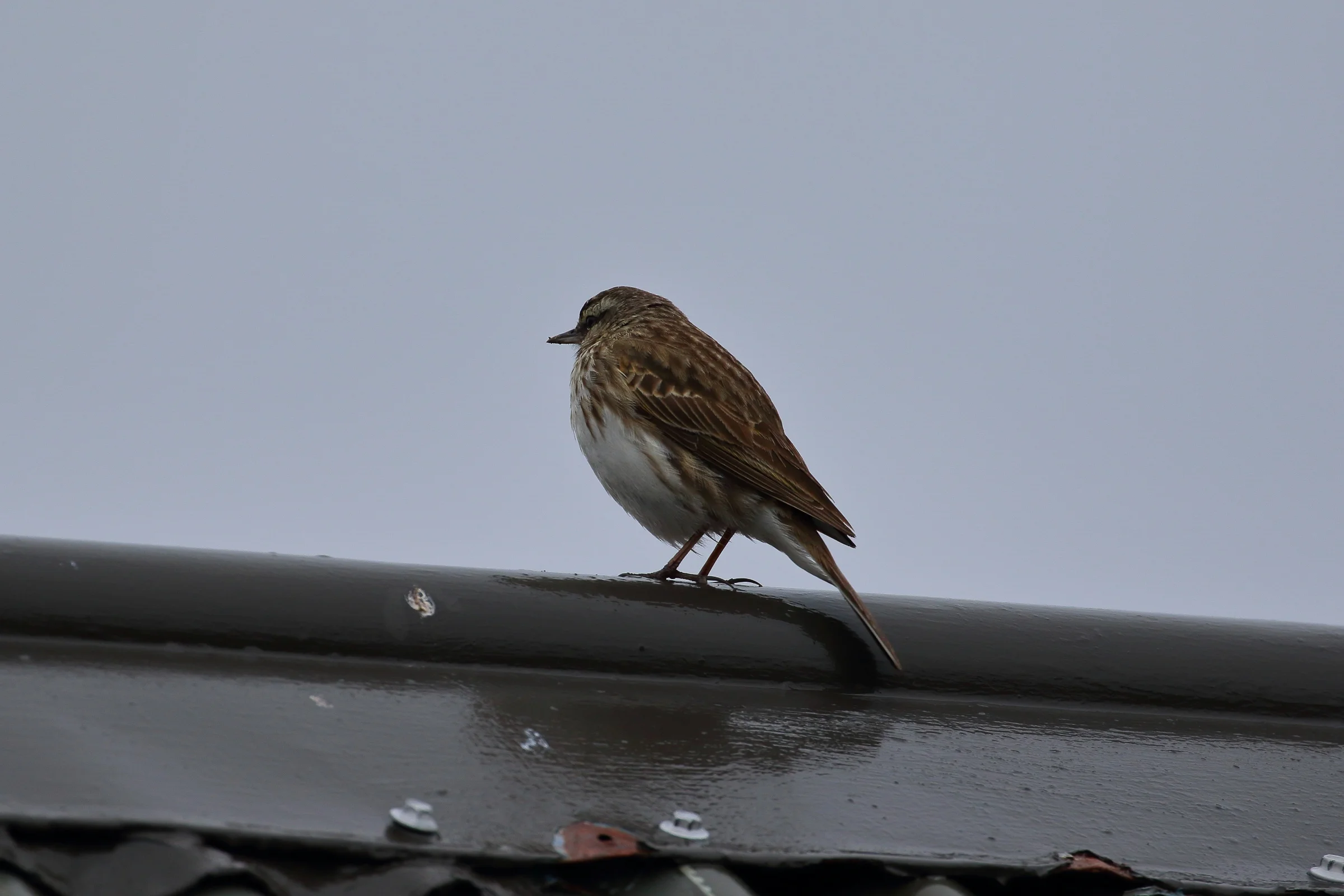 NZ Pipit,Pihoihoi,-218.JPG