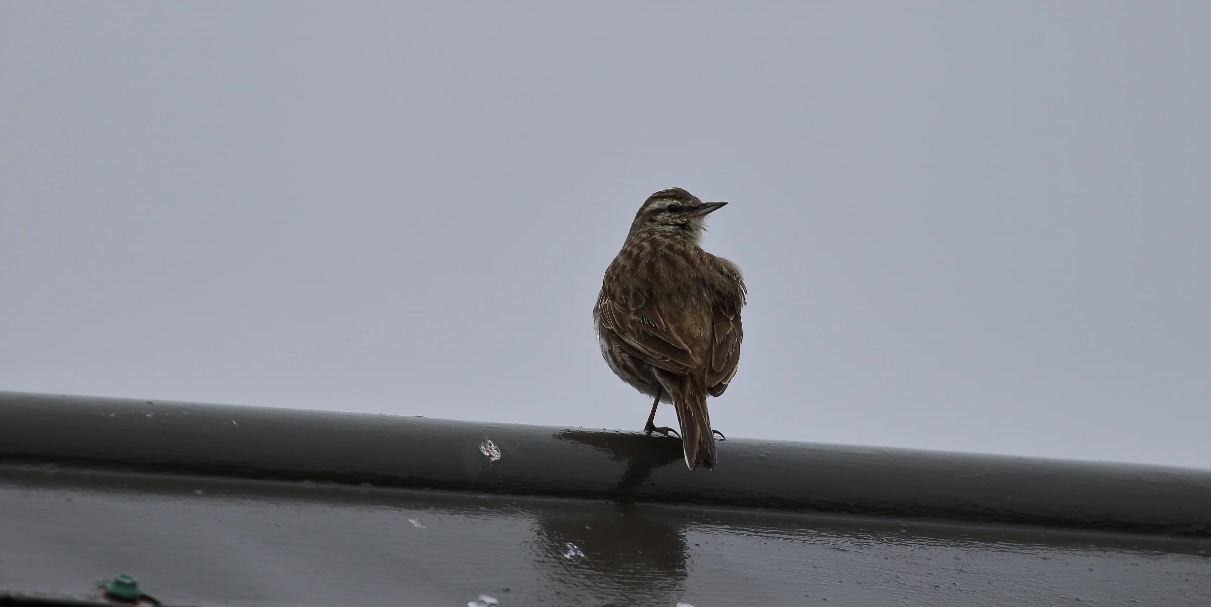 NZ Pipit,Pihoihoi,-223.JPG