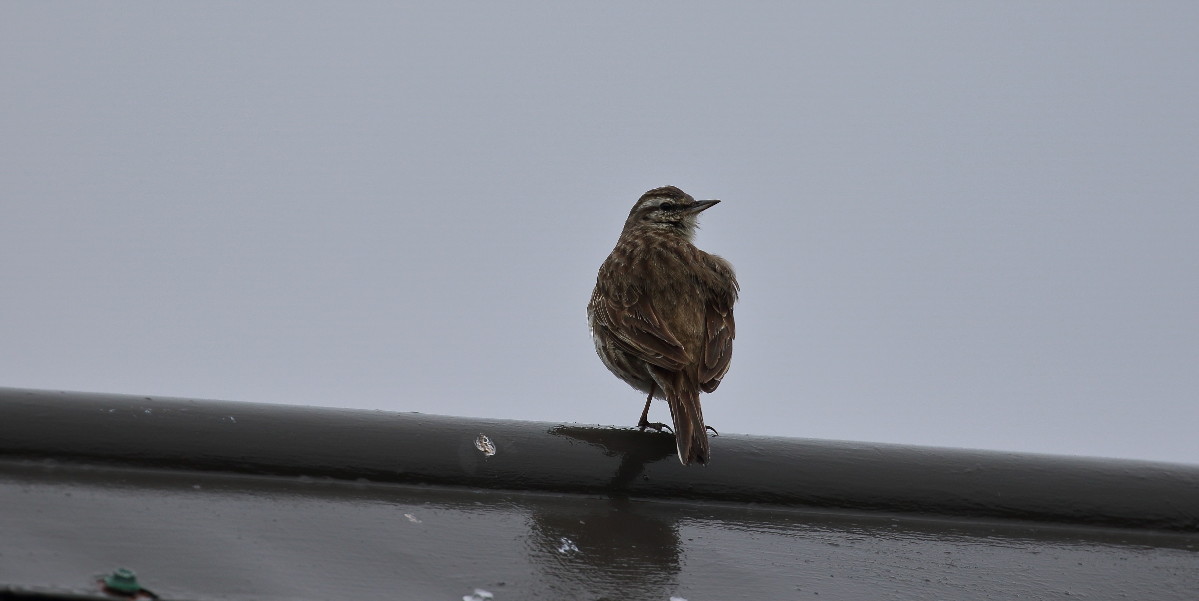 NZ Pipit,Pihoihoi,-223.JPG