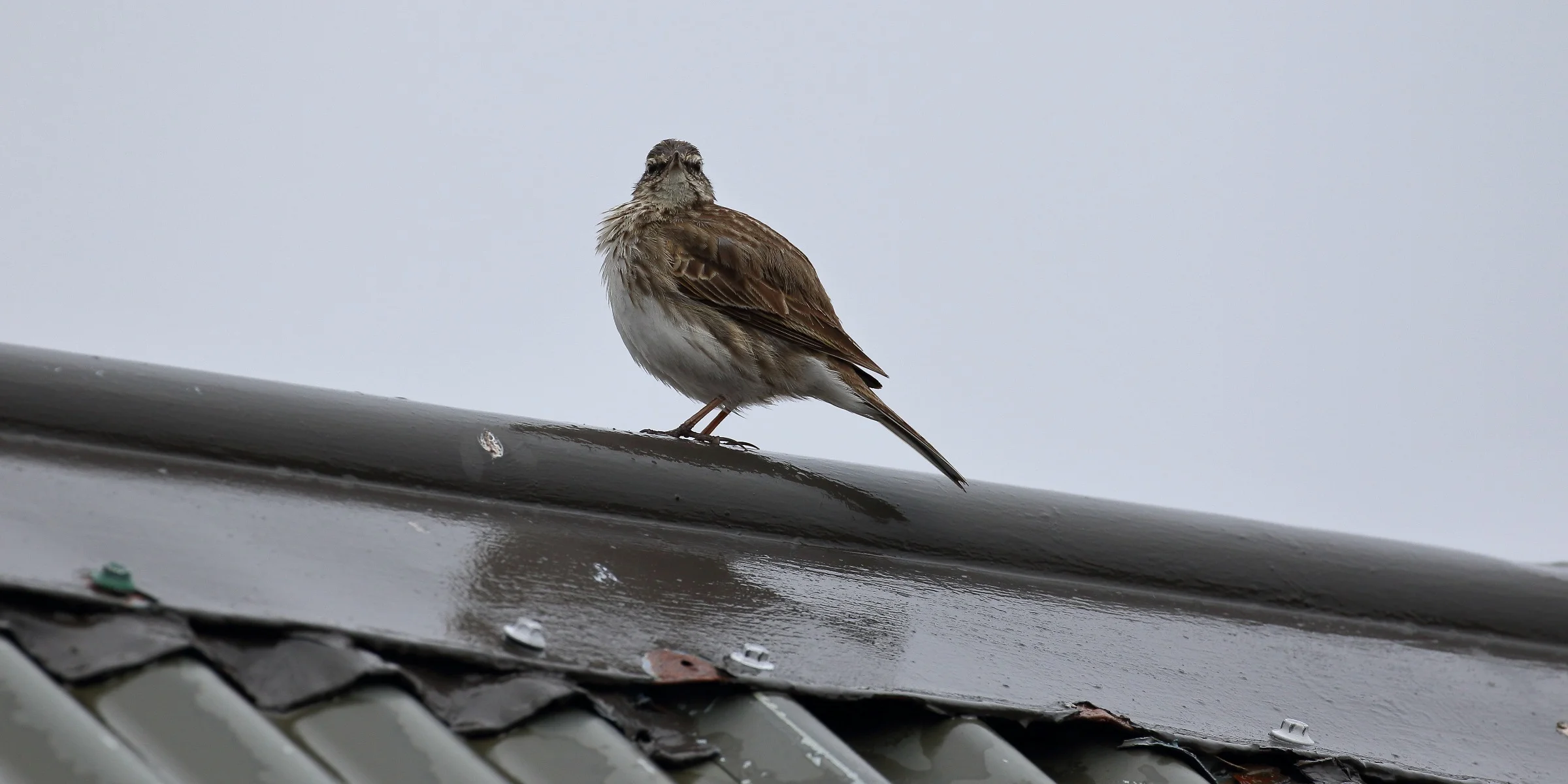 NZ Pipit,Pihoihoi,-231.JPG