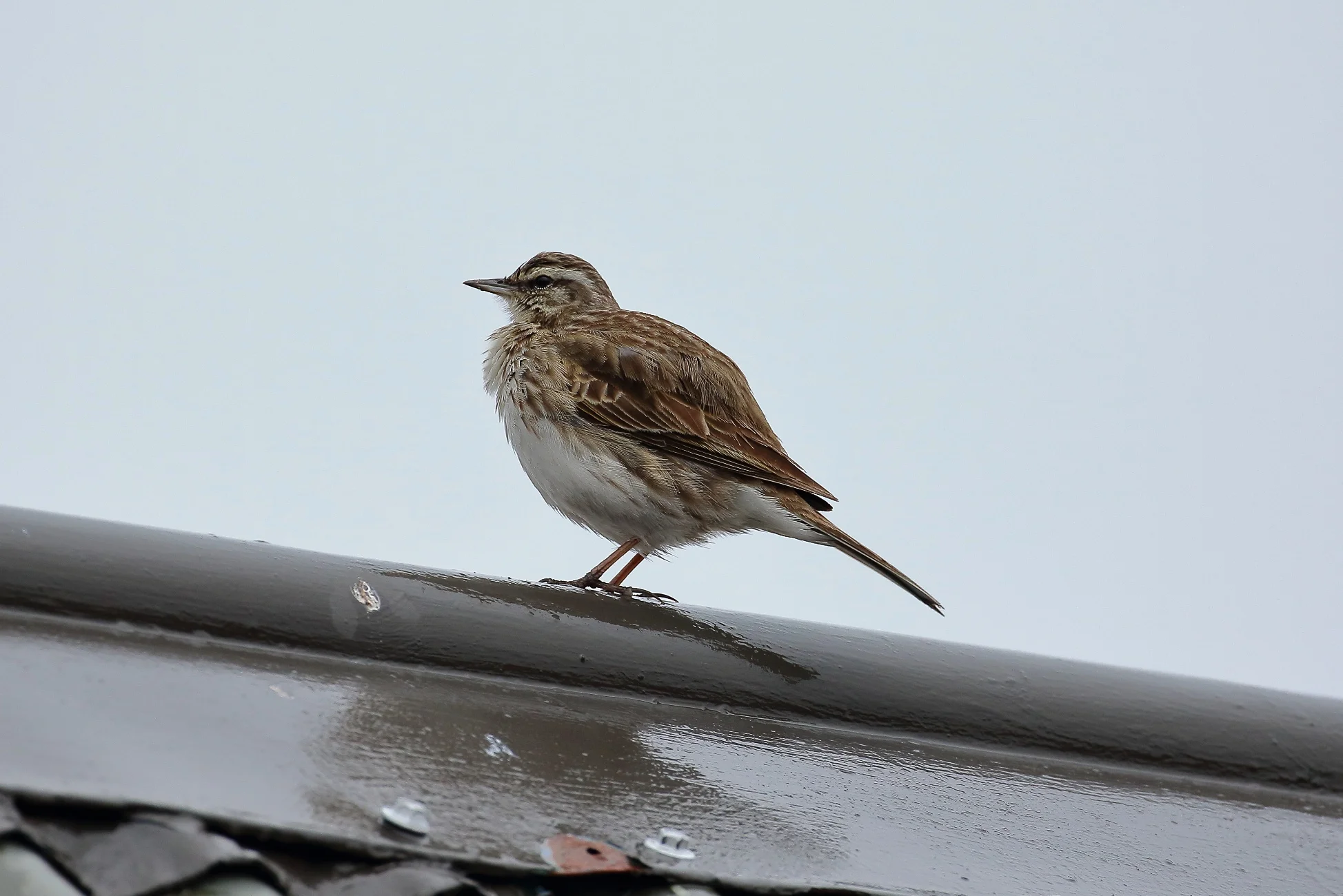 NZ Pipit,Pihoihoi,-232.JPG