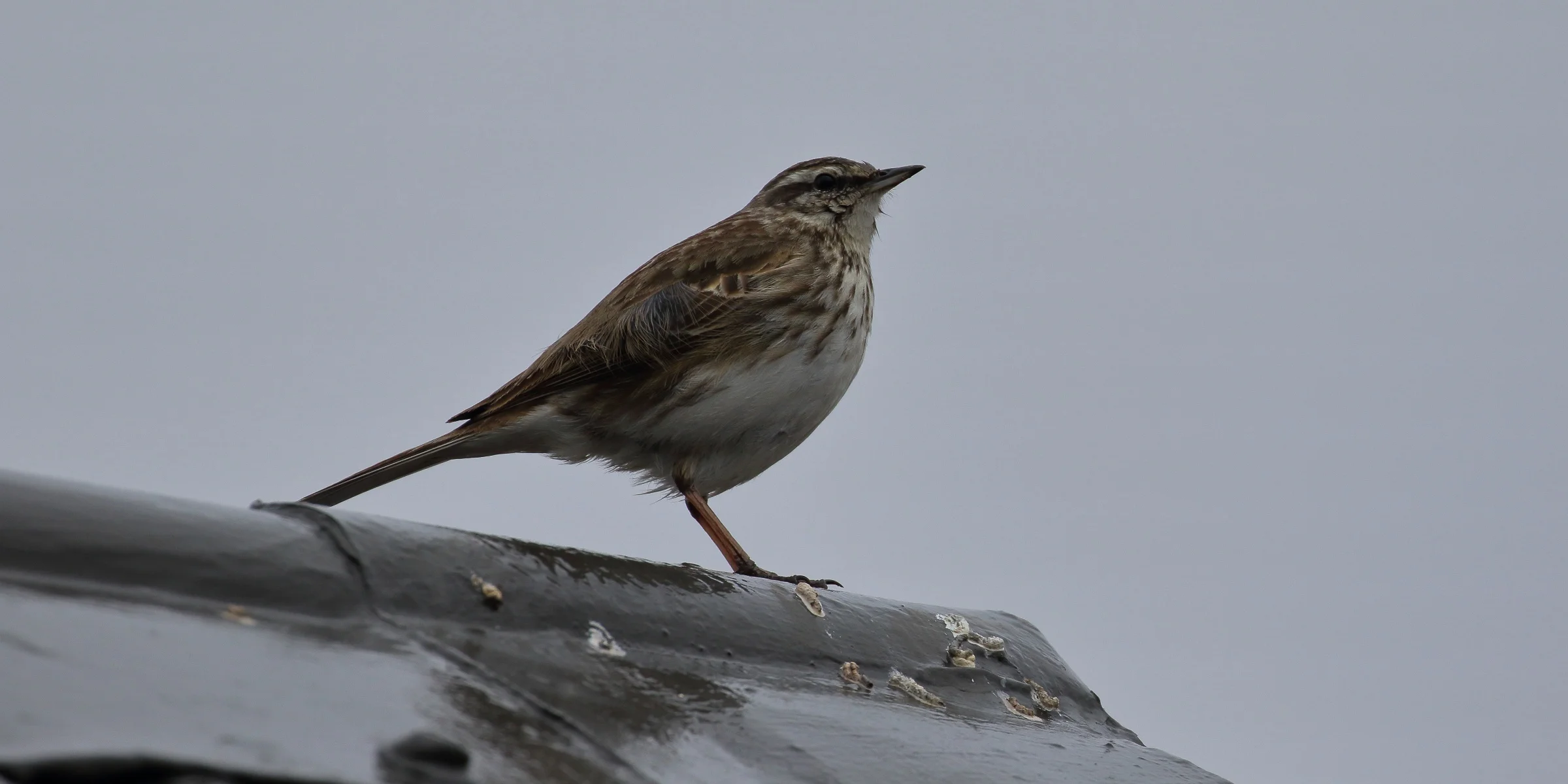 NZ Pipit,Pihoihoi,-238.JPG