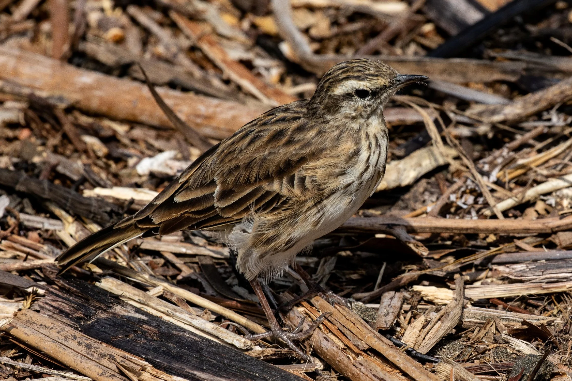 NZ Pipit,Pihoihoi,-387.JPG