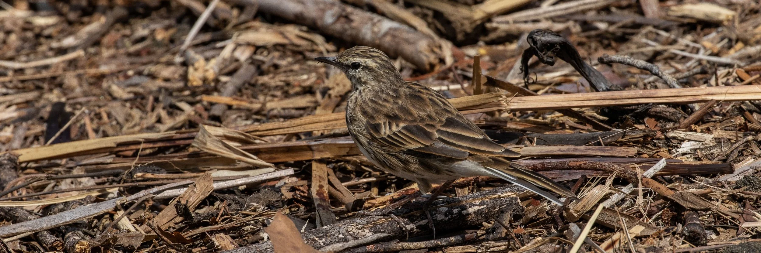 NZ Pipit,Pihoihoi,-388.JPG