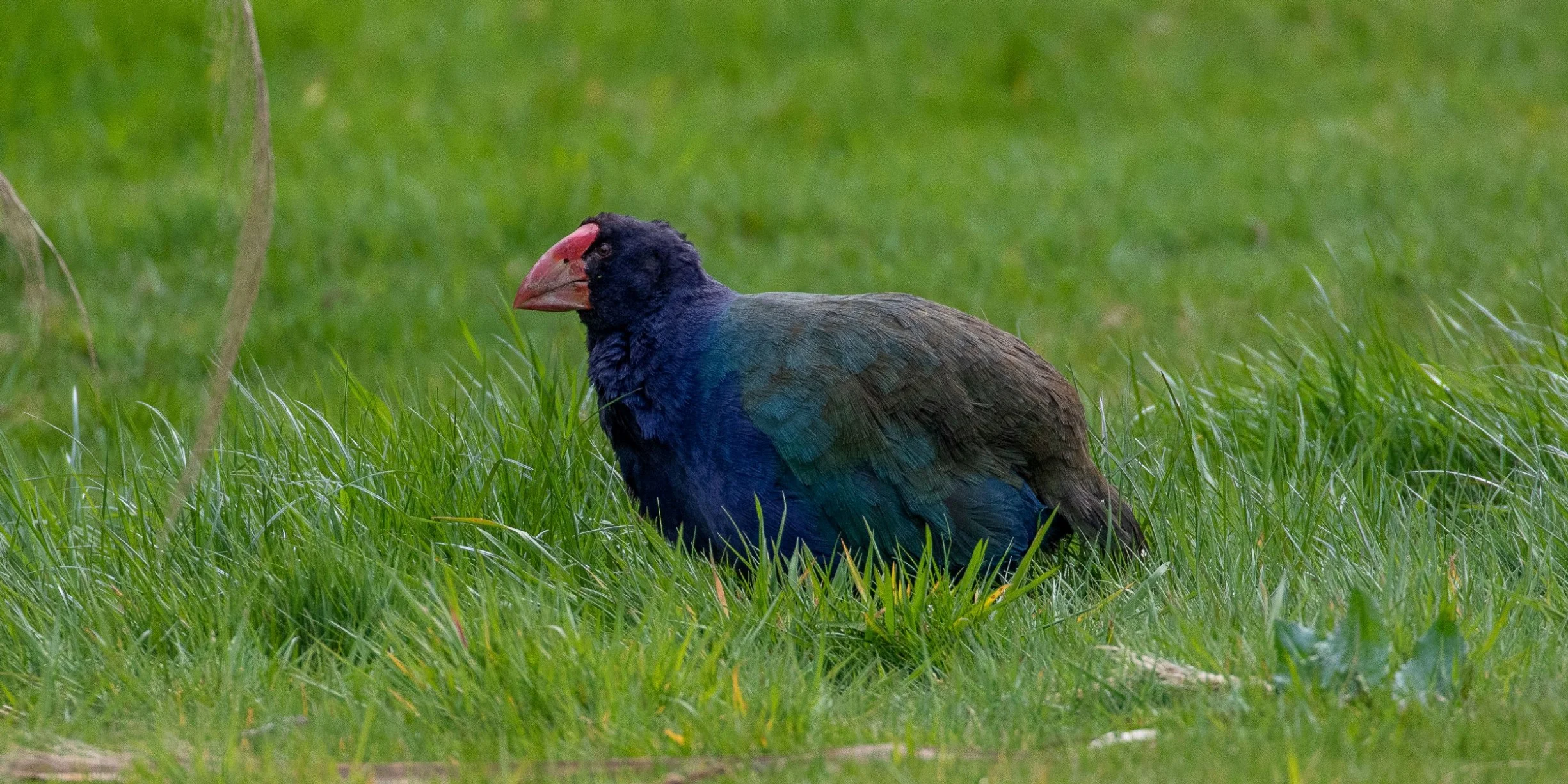 Orokonui Sanctuary,Takahe,-1561.JPG