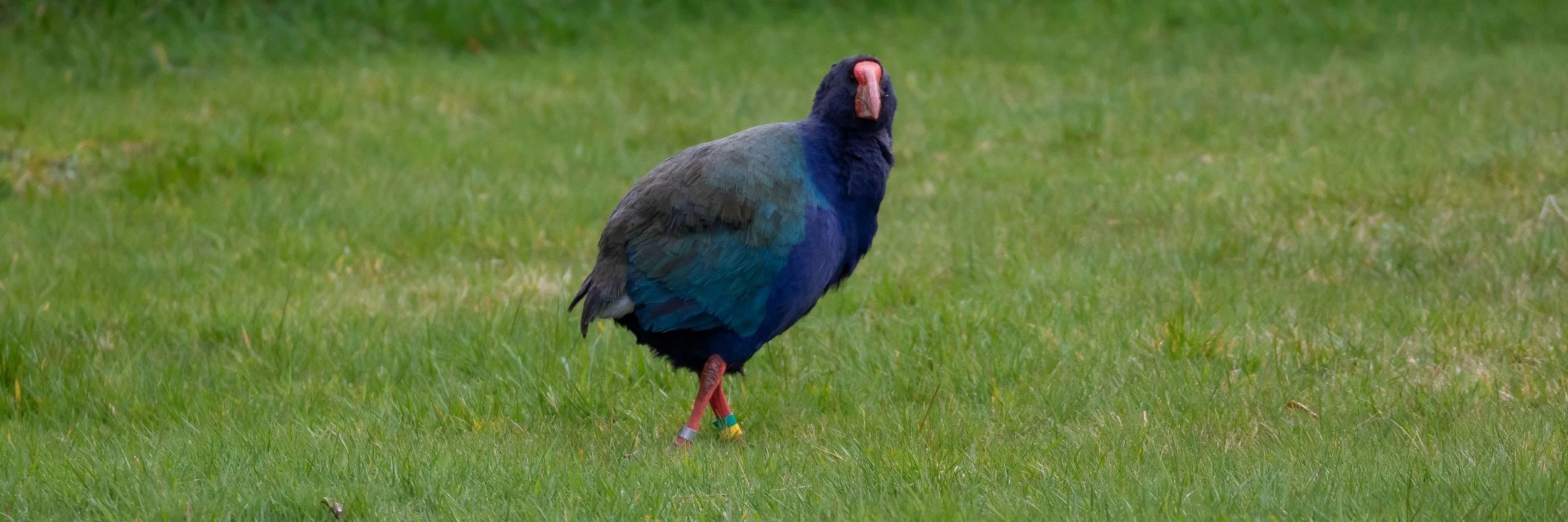 Orokonui Sanctuary,Takahe,-1582.JPG