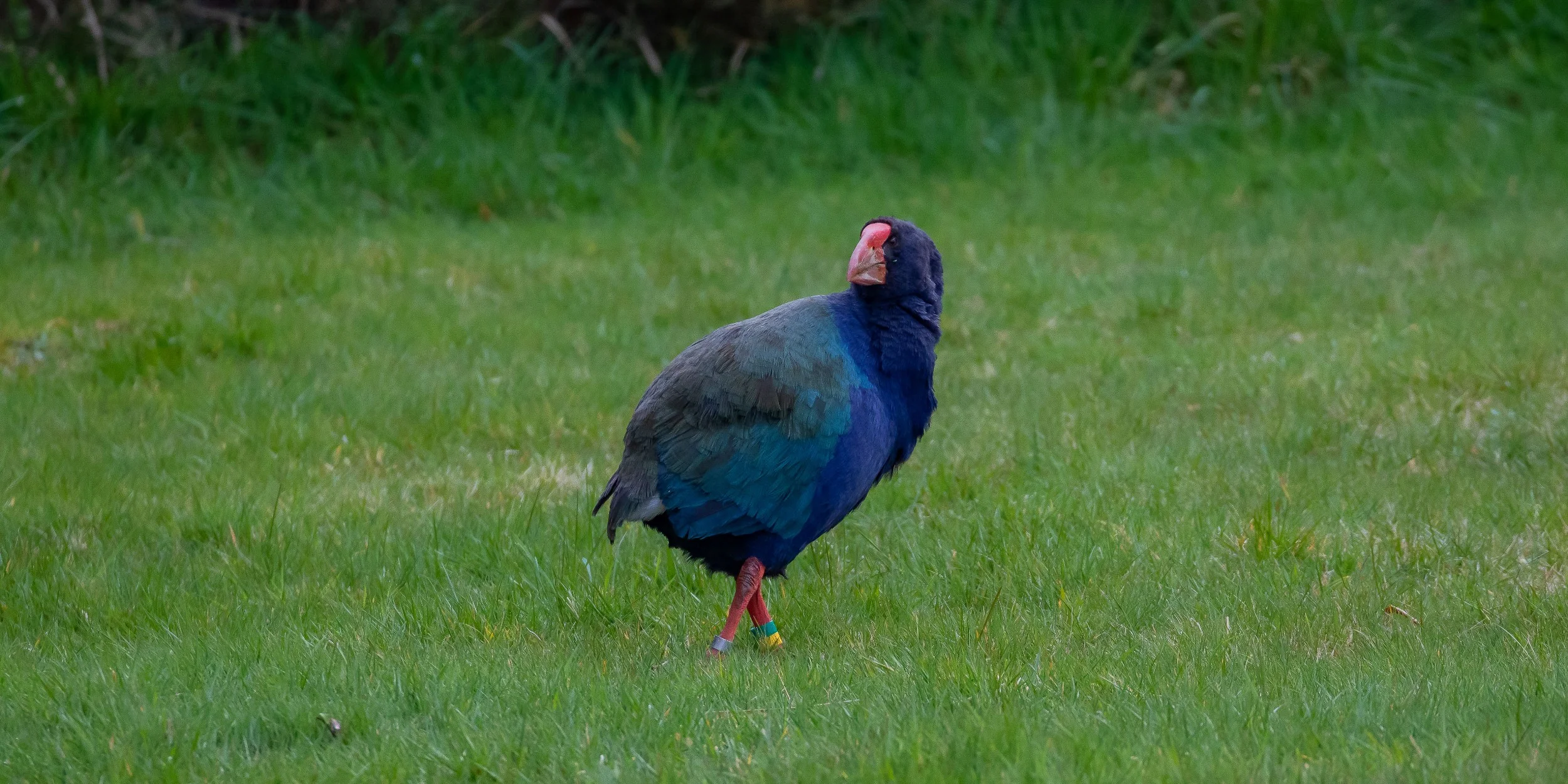 Orokonui Sanctuary,Takahe,-1585.JPG