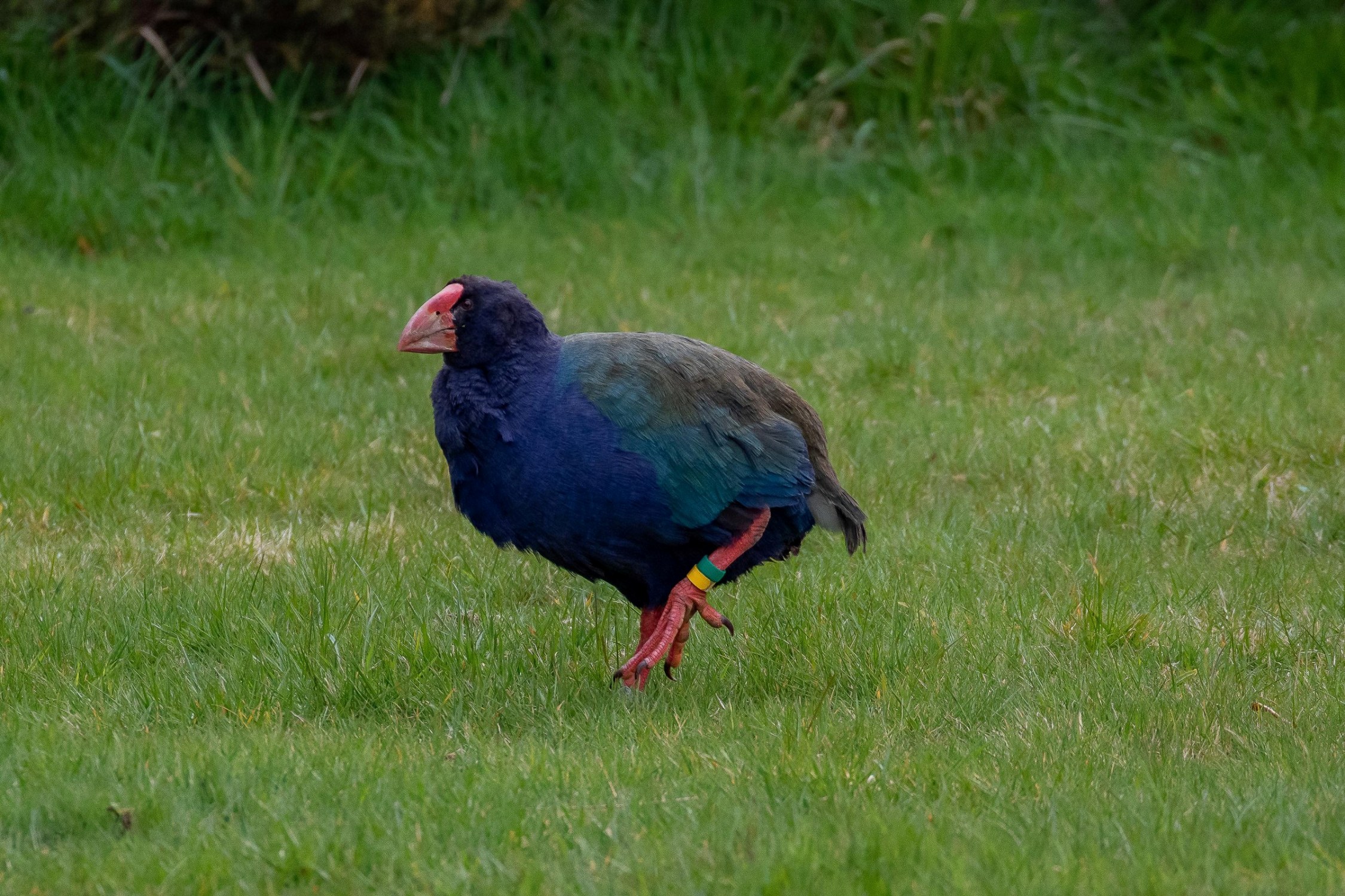 Orokonui Sanctuary,Takahe,-1589.JPG