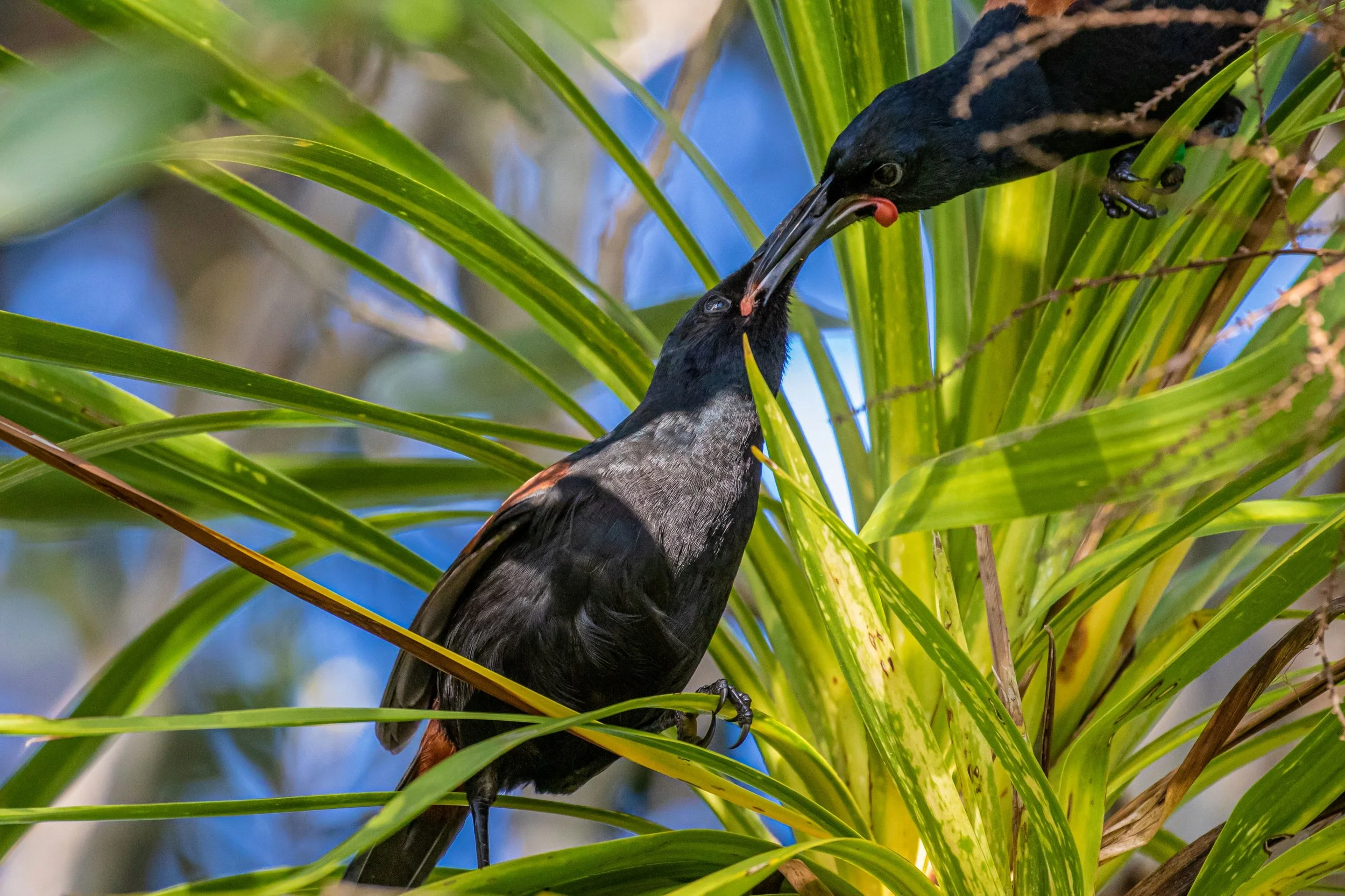 Saddleback,Tieke,-148.jpg