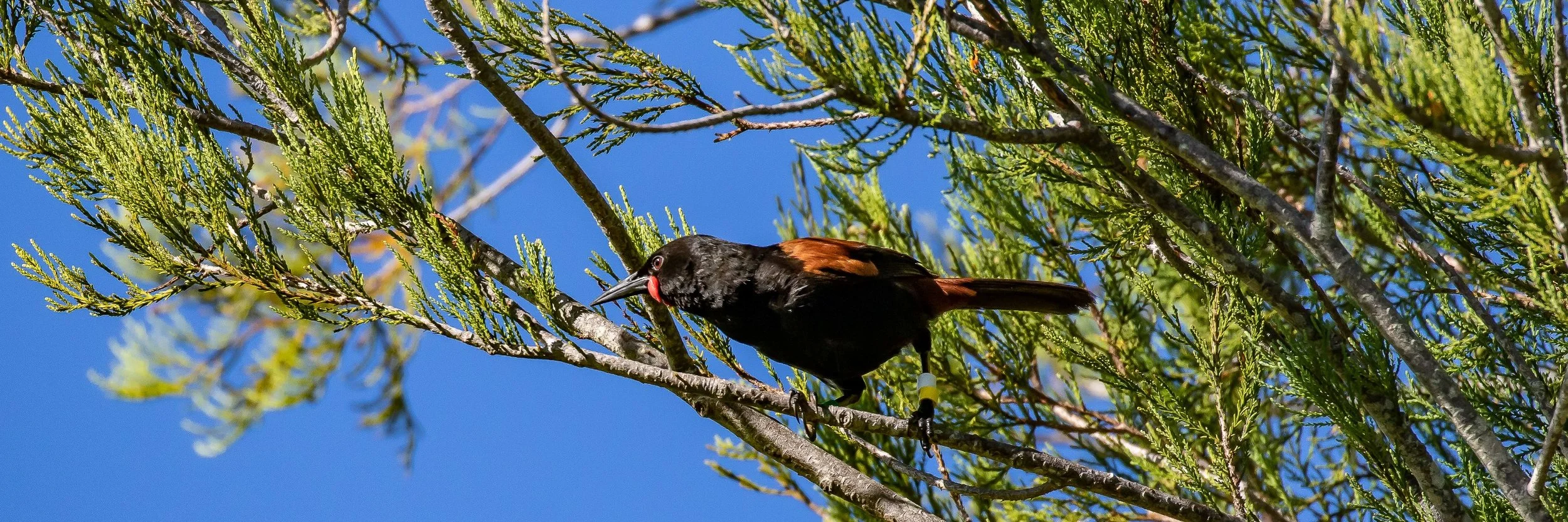 Saddleback,Tieke,-305.JPG