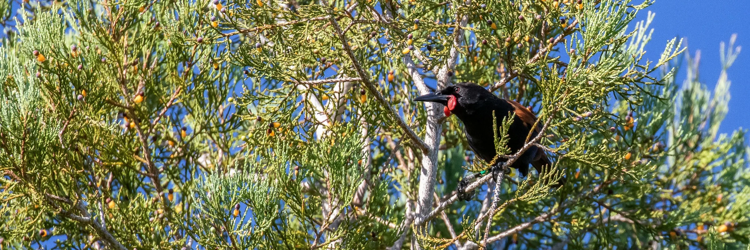 Saddleback,Tieke,-347.JPG